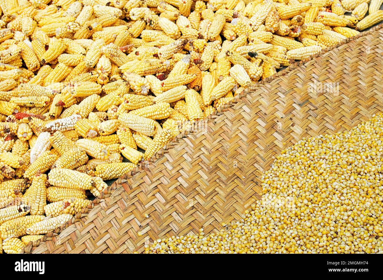 Cosecha y secado de maíz en una granja. Andes. Ecuador. Foto de stock