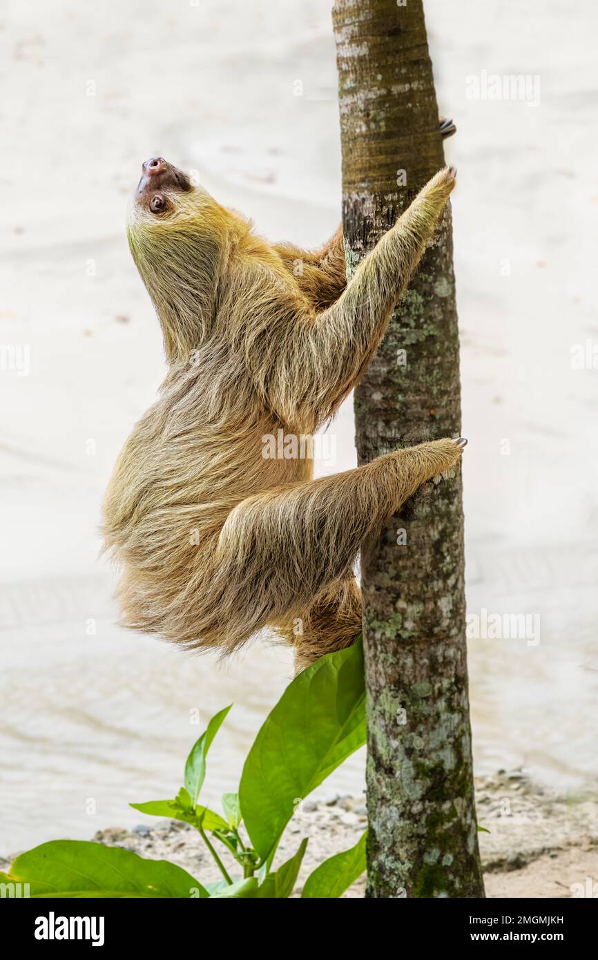 Perezoso de dos dedos del sur (Choloepus didactylus) trepando un árbol, Costa Rica Foto de stock