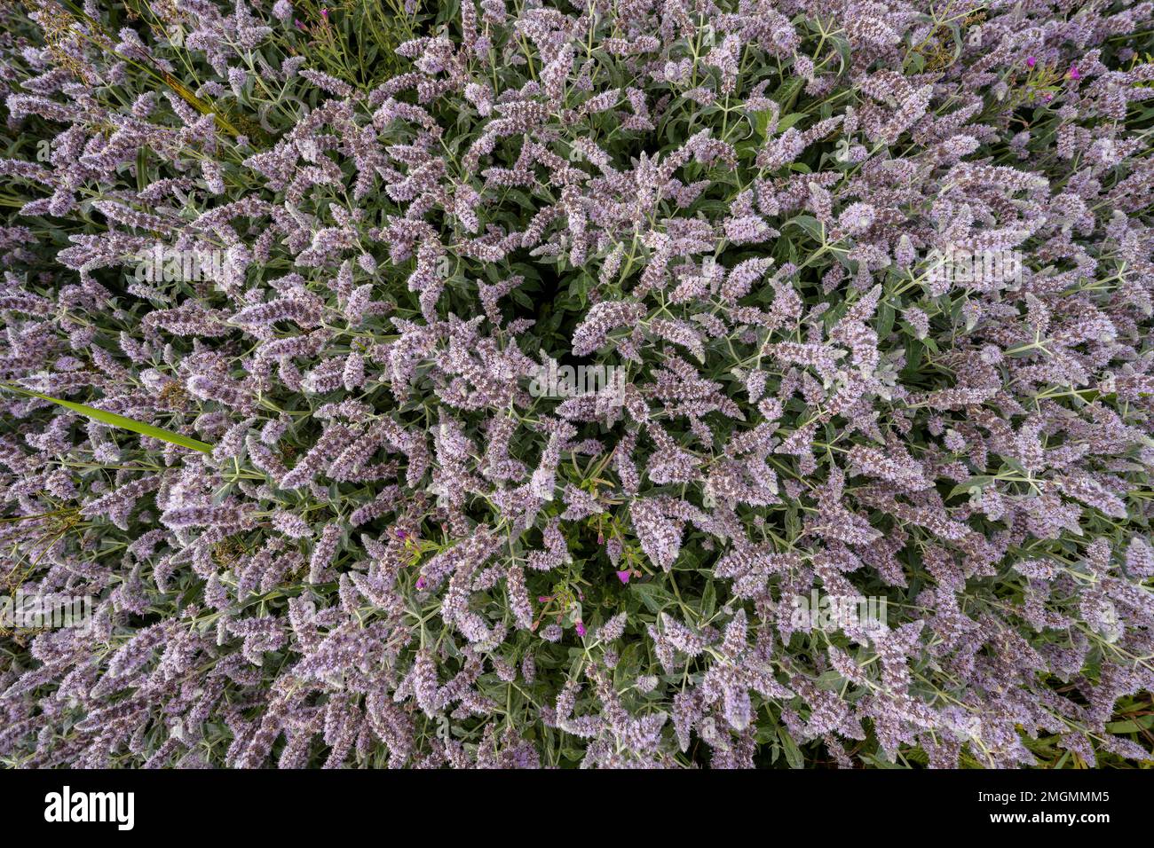 La Casa de la Moneda del Caballo (Mentha longifolia) florece en el Jura, Francia Foto de stock
