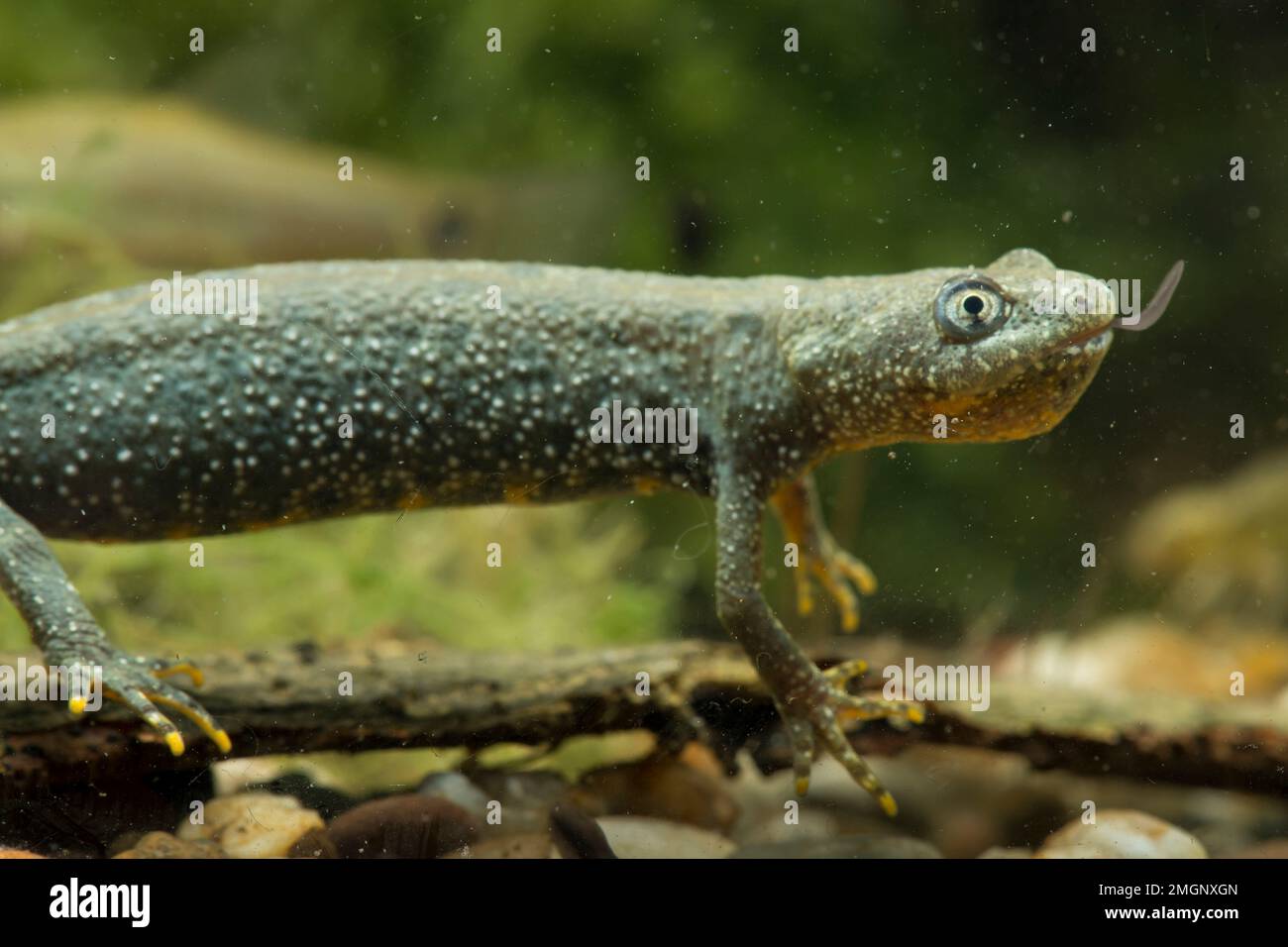 Hembra adulta de Newt crestada (Triturus cristatus) comiendo a su presa: Un renaculo de rana europea en un estanque, la meseta de Ecrouves, Lorena, Francia Foto de stock