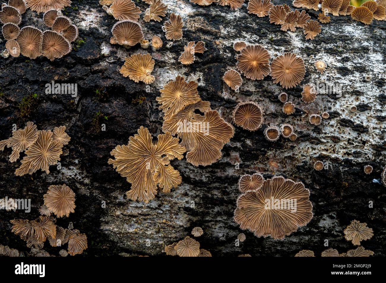 Porecrust común (Schizophyllum commune) en un tronco de álamo, Francia Foto de stock