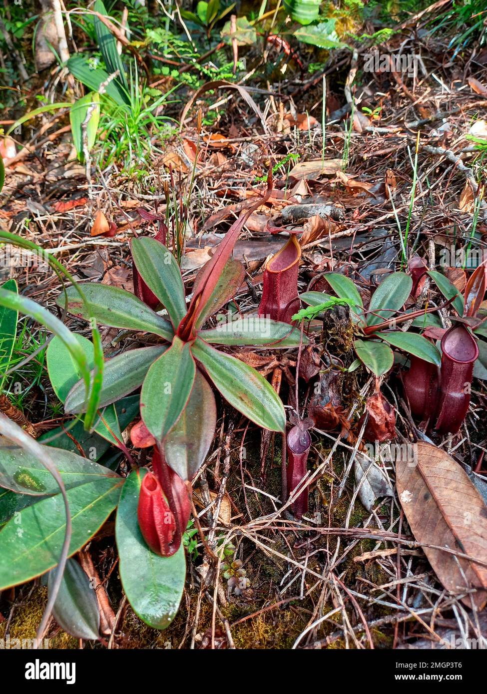 Planta de la jarra de Nepenthes (Nepenthes vieillardii), Blue River Park, Nueva Caledonia Foto de stock