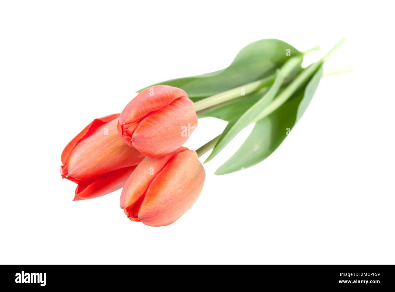 Ramo de tulipanes rojos aislado sobre fondo blanco. Foto de stock