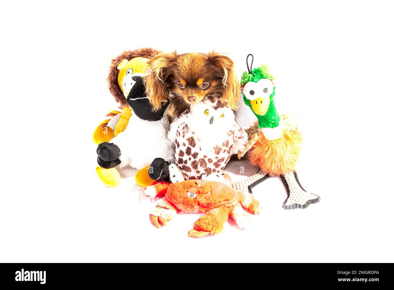 chihuahua, chihuahua de pelo largo, chihuahua de pelo largo, cachorro