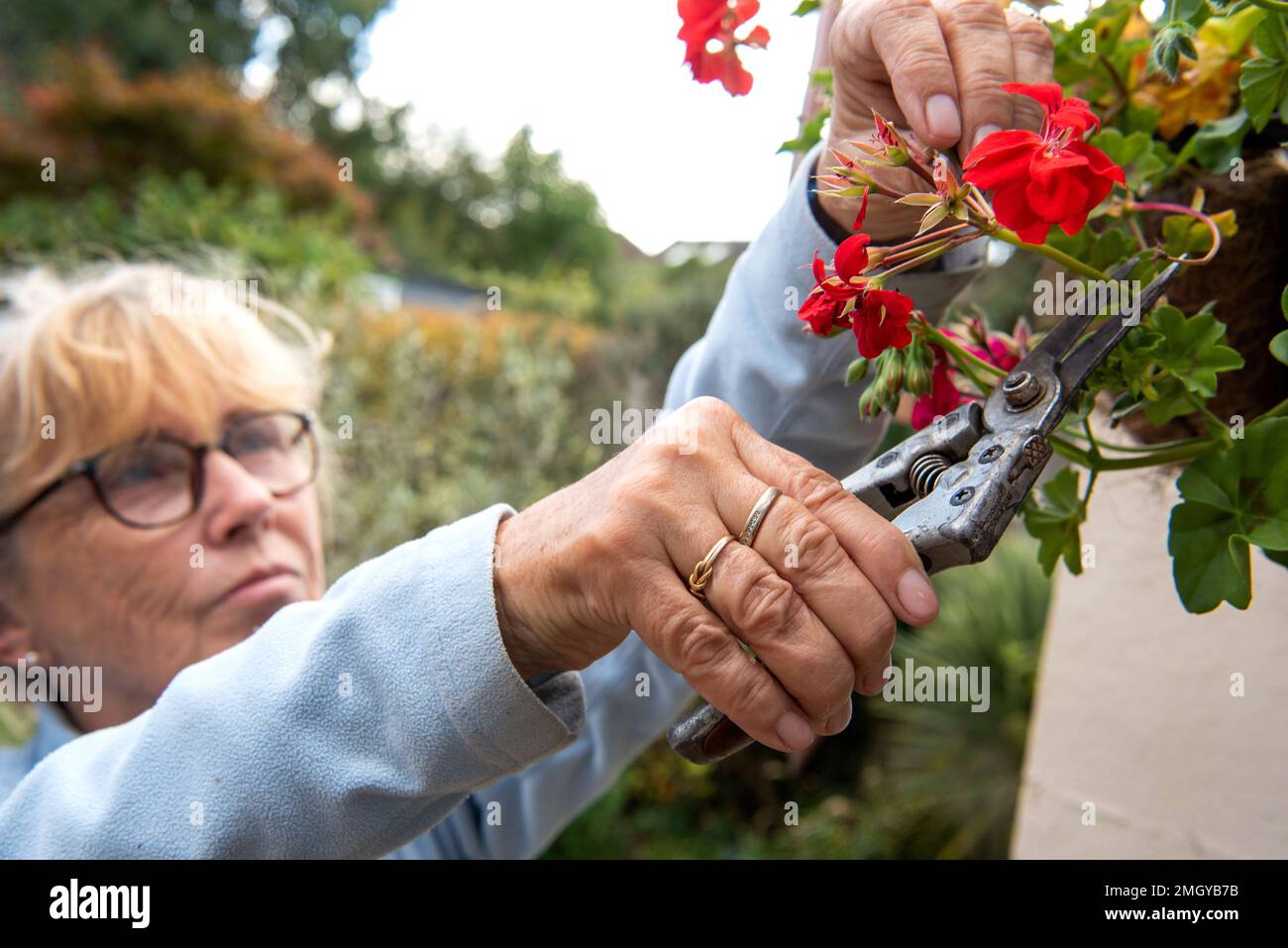 Mujer mayor desadheading flores rojas y rosadas de geranios plantados en cesta colgante en jardín suburbano inglés en verano Foto de stock