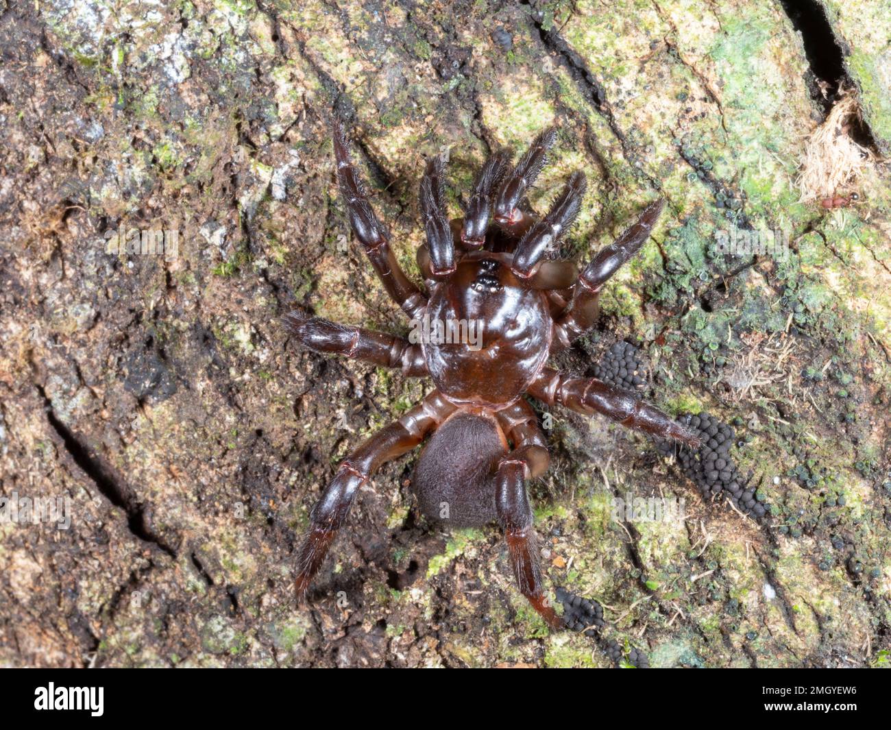 La araña de tela de bolsa (familia Atypidae) ganó un tronco de árbol en la selva tropical, provincia de Orellana, Ecuador Foto de stock