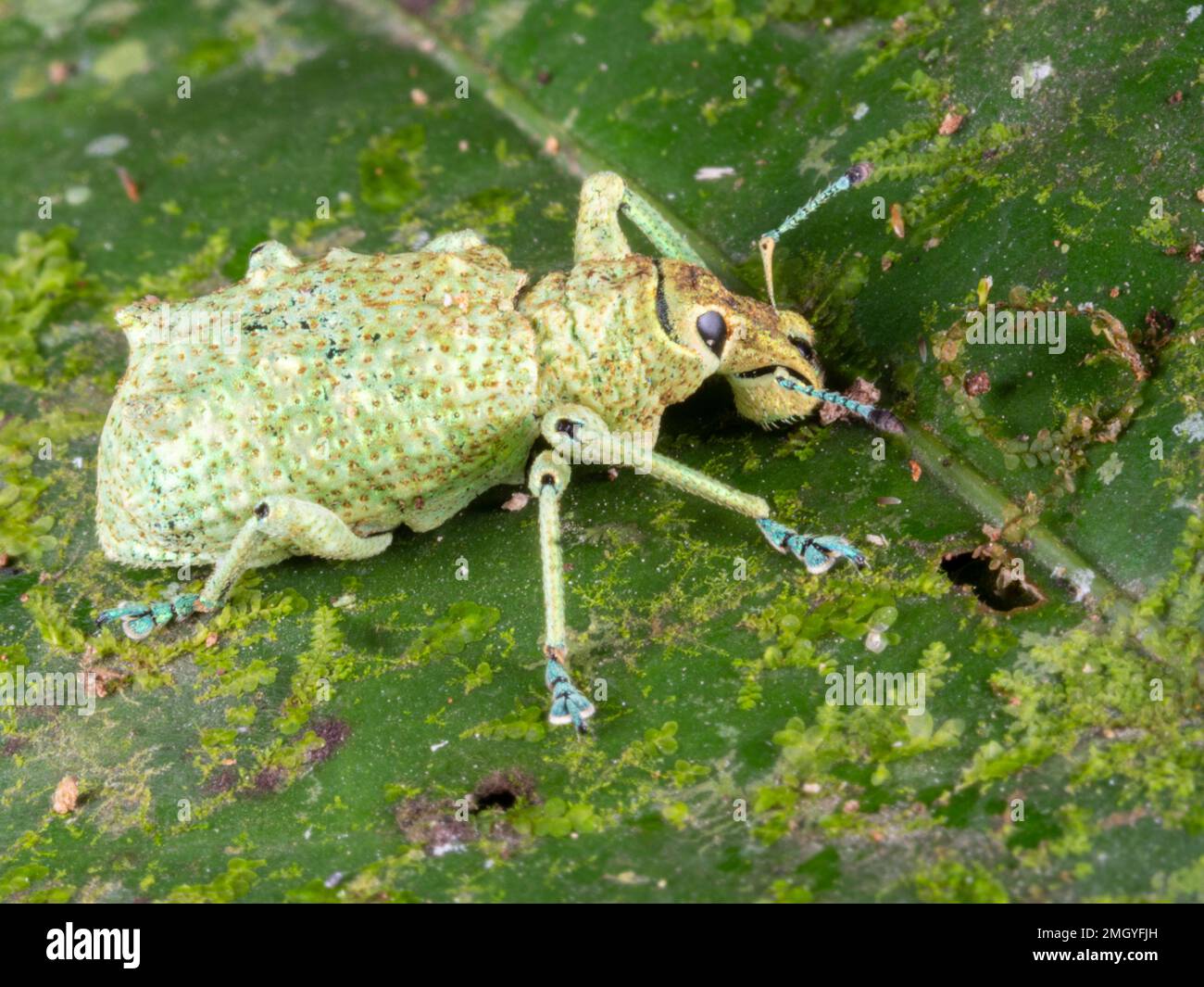 Glitter Weevil (Compsus sp.), en la selva tropical, provincia de Orellana, Ecuador Foto de stock