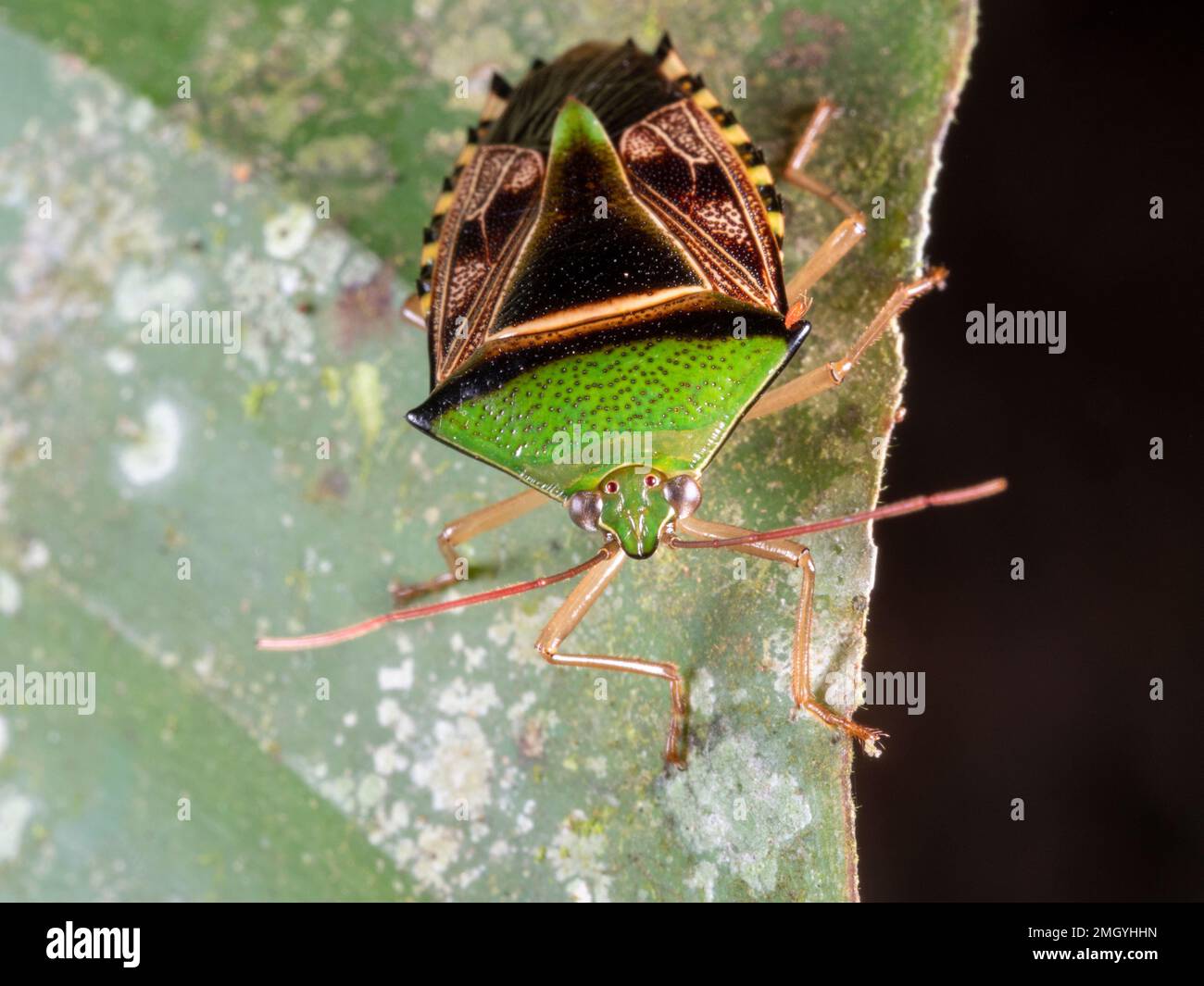 Apestoso Bug (Familia Pentatomidae) en la parte inferior de una hoja de sotobosque, provincia de Orellana, Ecuador Foto de stock
