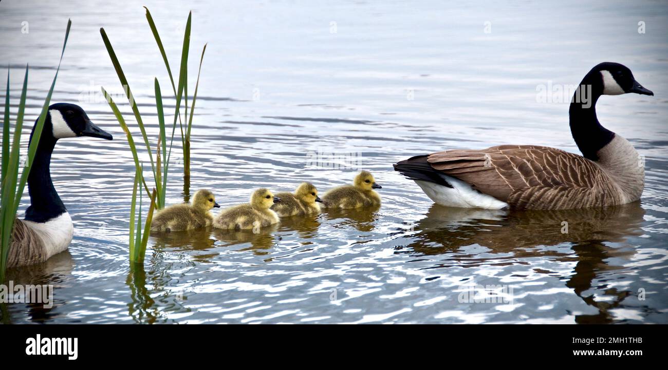 Gansos de Canadá goslings nadando con sus padres Foto de stock