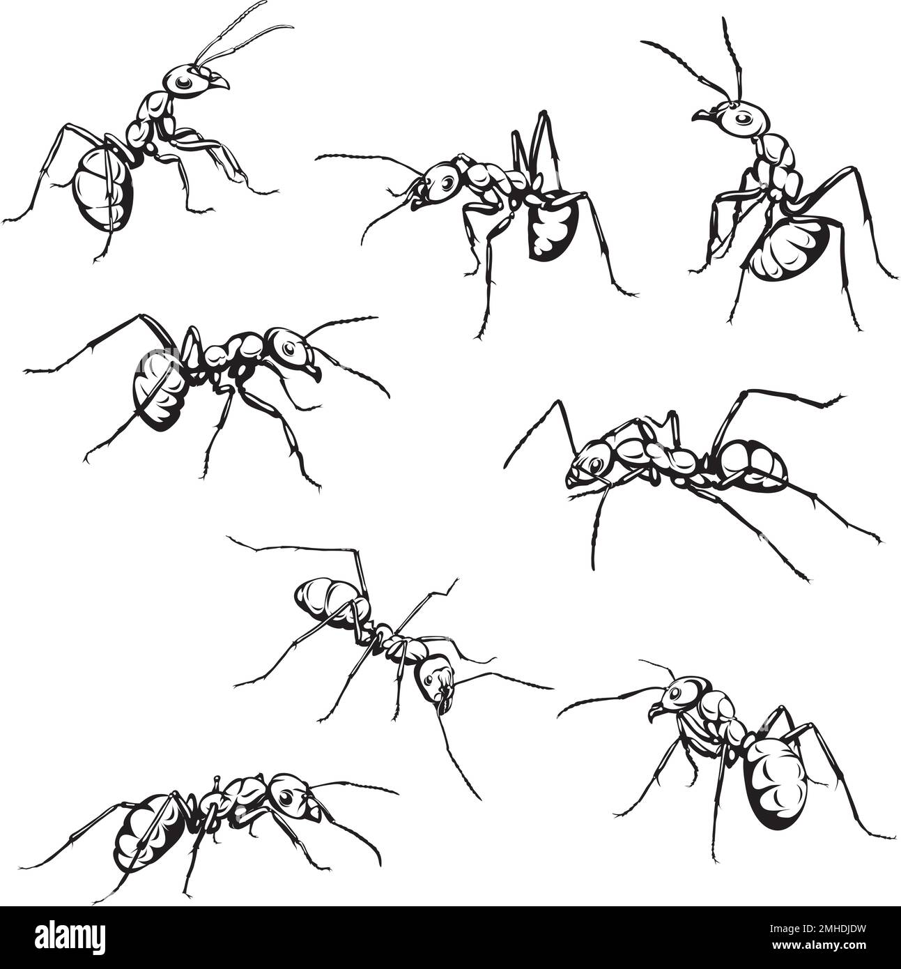 hormiga, insecto, rastreo, negro, vector, dibujo, silueta, ojos, diseño, símbolo, imagen, aislado, ilustración, grande, abdomen, patas, naturaleza, realis Ilustración del Vector
