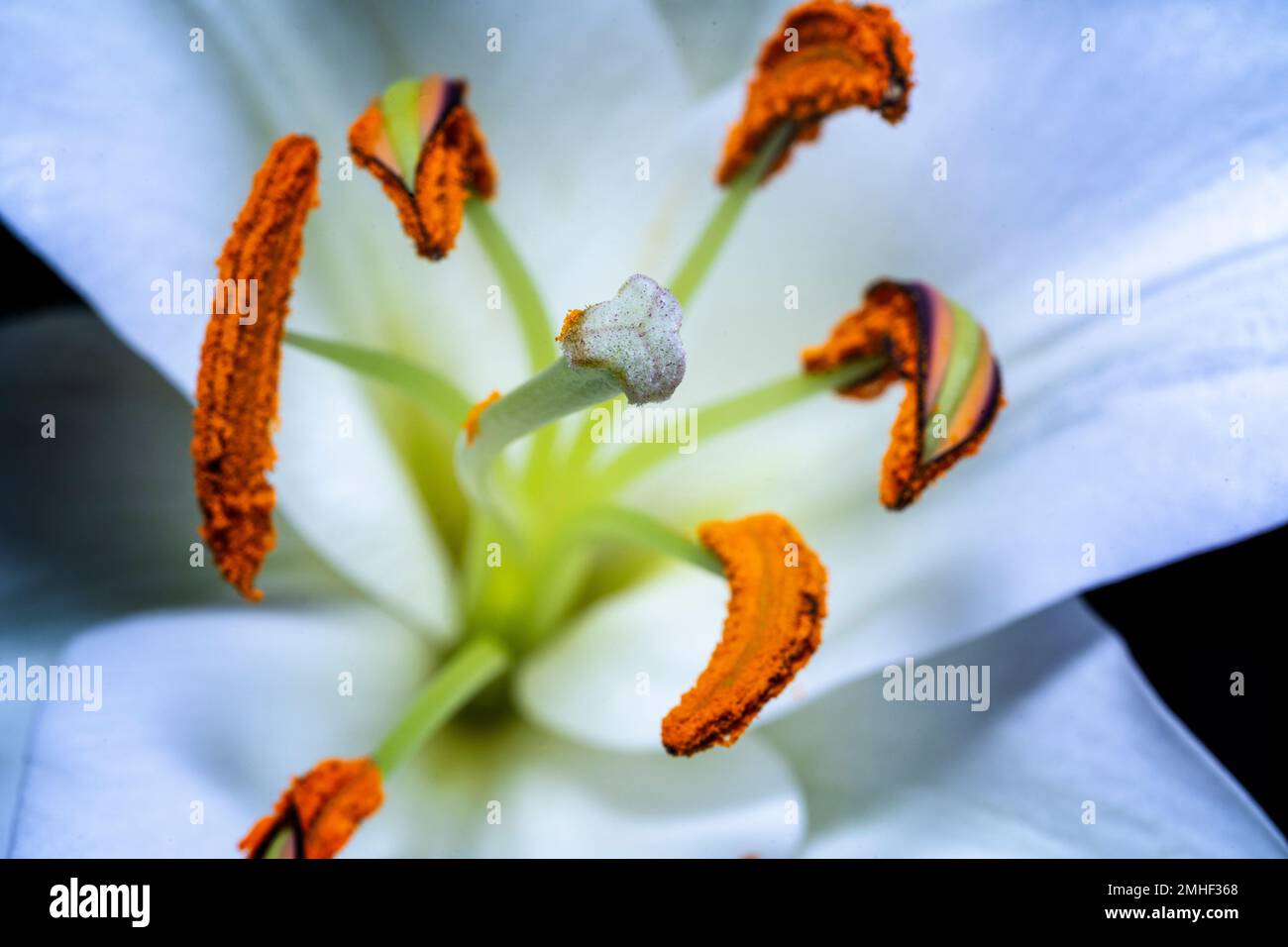 Primer plano de la flor blanca de lilly mostrando estigma, estilo, antera y filamento Foto de stock