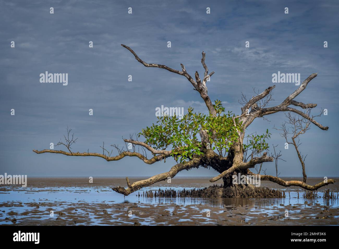 Manglar gris simple (Avicennia marina) que muestra raíces similares a la clavija en el plano arenoso en la marea baja. Hervey Bay, Queensland, Australia Foto de stock