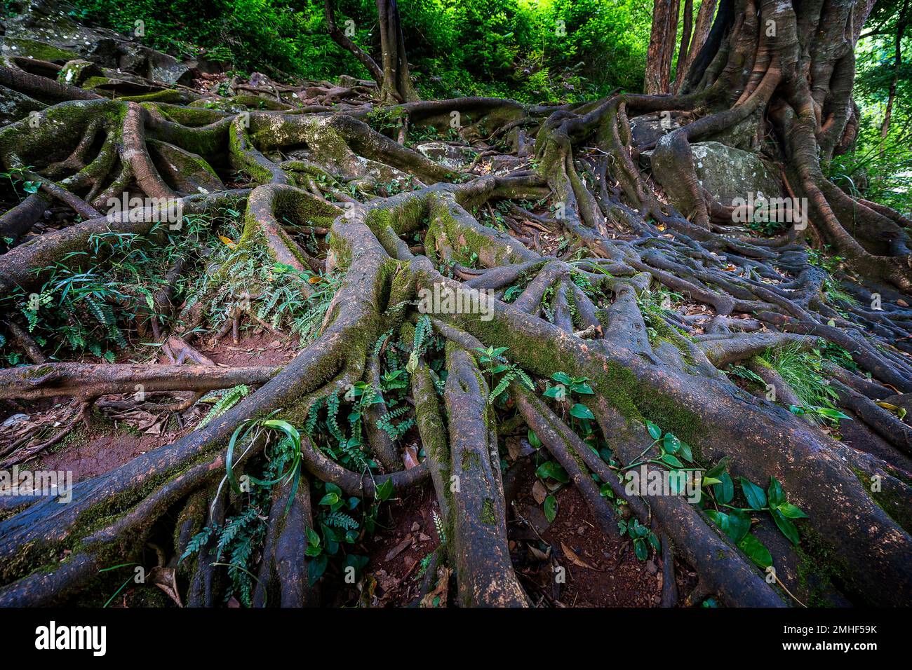 Las raíces de Strangler Fig se extendieron sobre el arroyo rocoso en Obi Obi Creek cerca de Gardners Falls fuera de Maleny, Sunshine Coast Hinterland, Queen Foto de stock