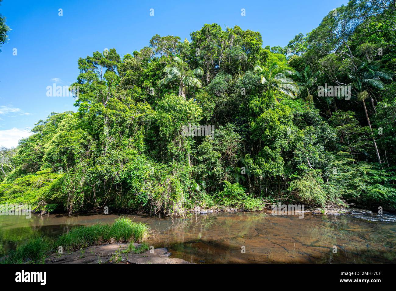 Bosque tropical a lo largo de las orillas de Obi Obi Creek, Blackall Range, cerca de Maleny, Sunshine Coast Hinterland Queensland Foto de stock