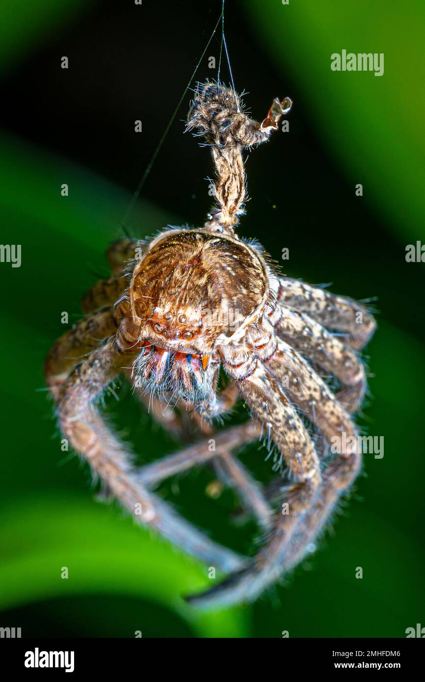 Cáscara seca de araña muerta colgando de una tela de araña. Foto de stock
