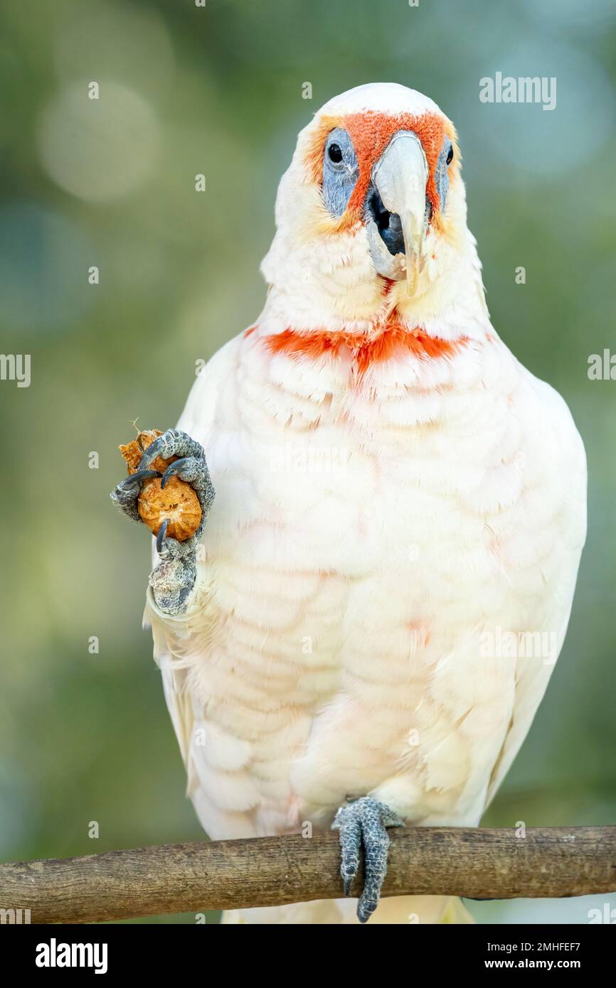 corella de pico largo (Cacatua tenuirostris) sosteniendo cacahuete en garra mientras come. Foto de stock
