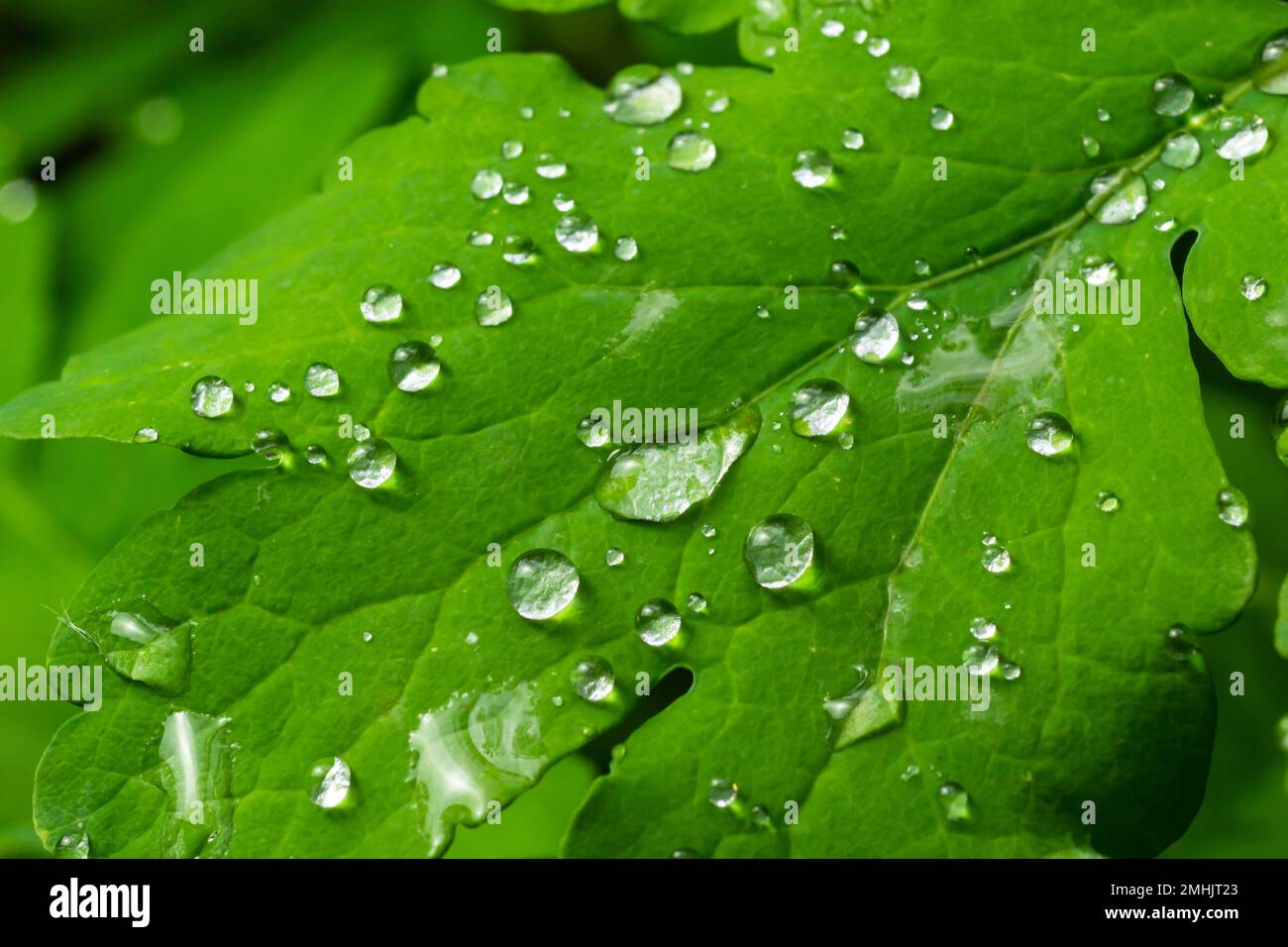 Grande hermosa gotas de agua de lluvia transparente en una macro de hoja verde. Gotas de rocío en la mañana brilla en el sol. Hermosa textura de hoja en la naturaleza. Foto de stock
