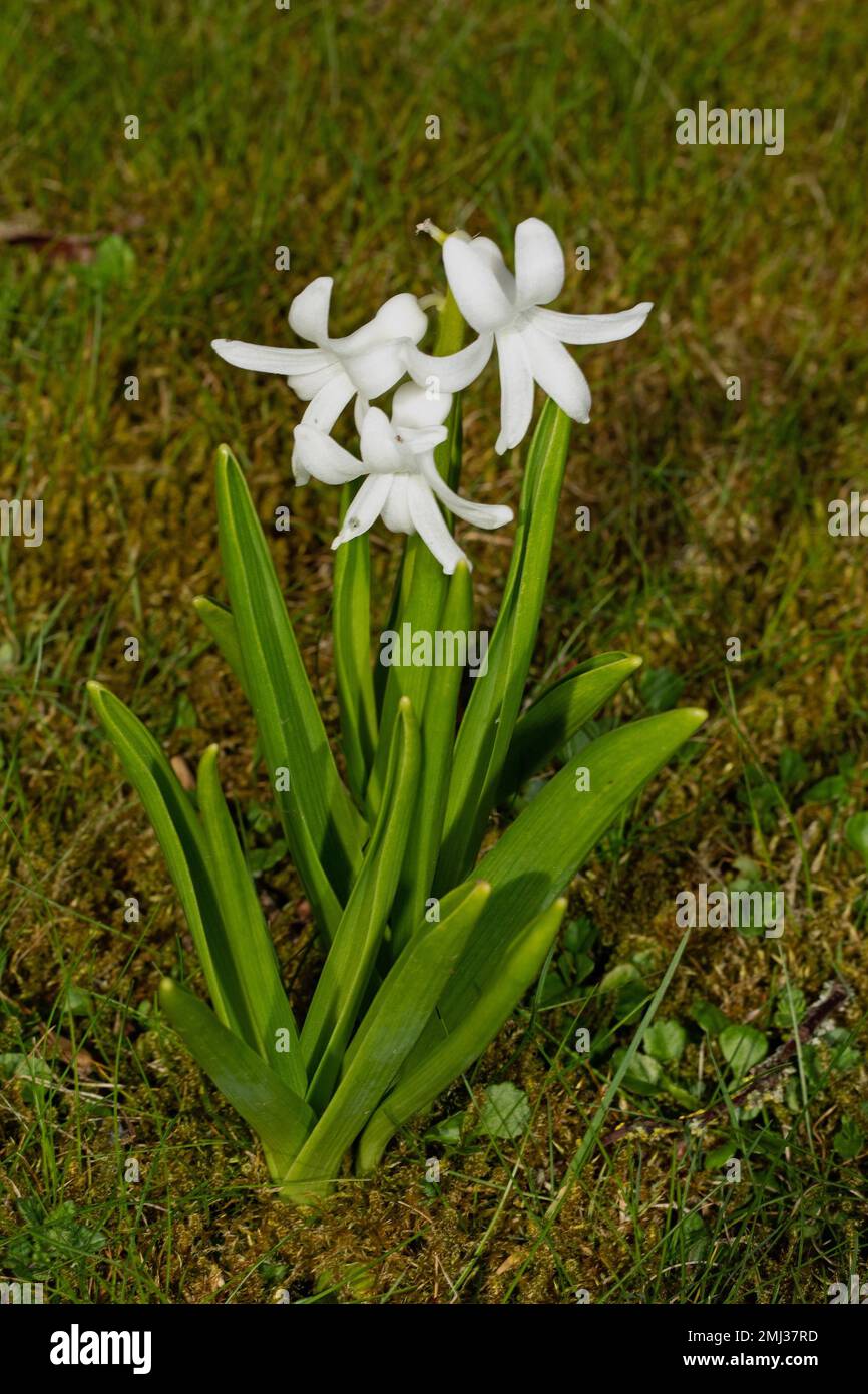 Tres flores blancas fotografías e imágenes de alta resolución - Alamy