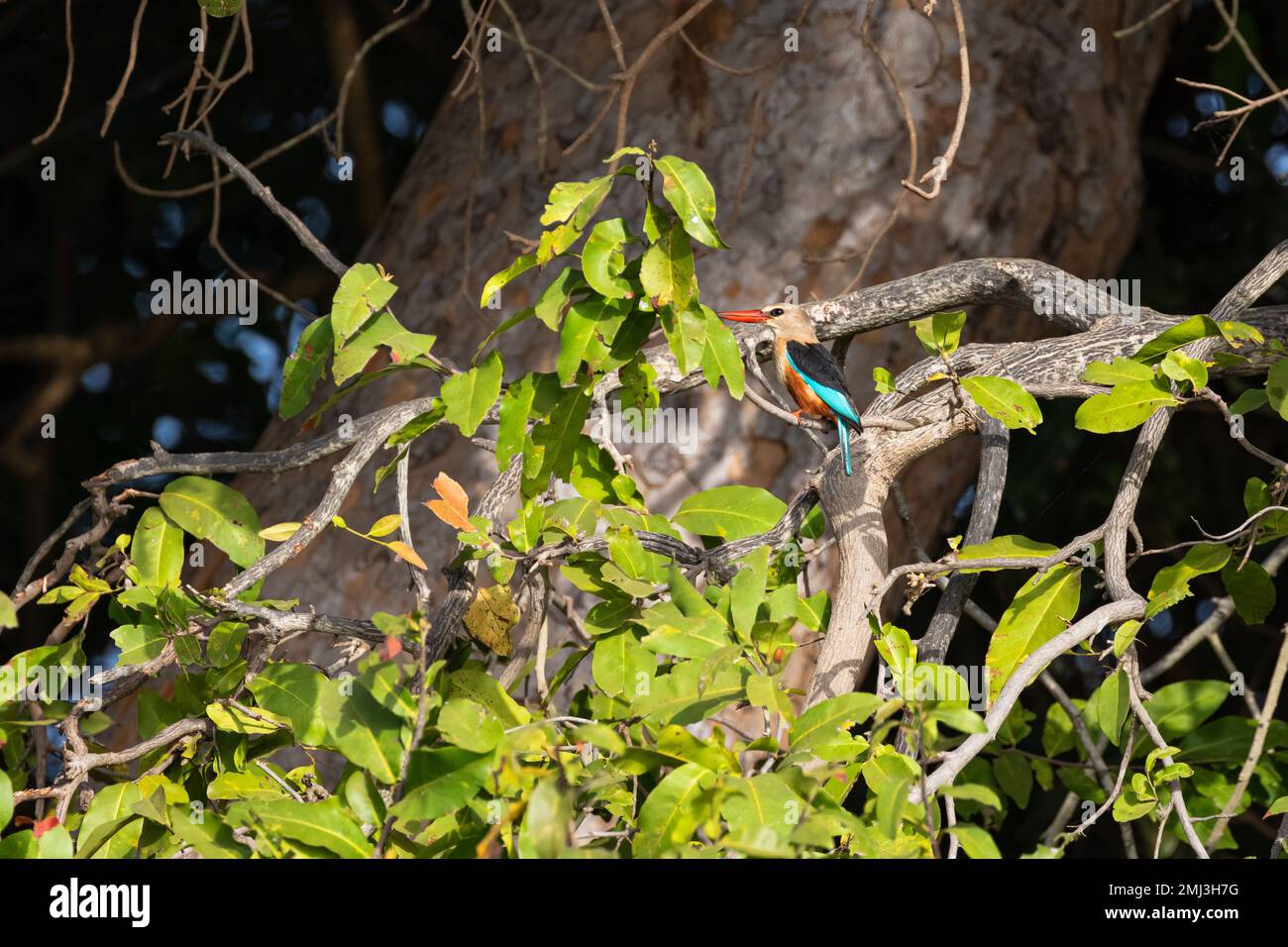 kingfisher de cabeza gris (Halcyon leucocephala), encaramado en una rama, Gambia, África Foto de stock