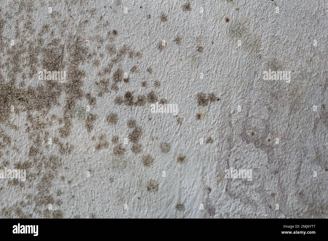 Manchas negras de moho tóxico y bacterias de hongos en la pared interior de la casa. Concepto de condensación, humedad y alta humedad Foto de stock