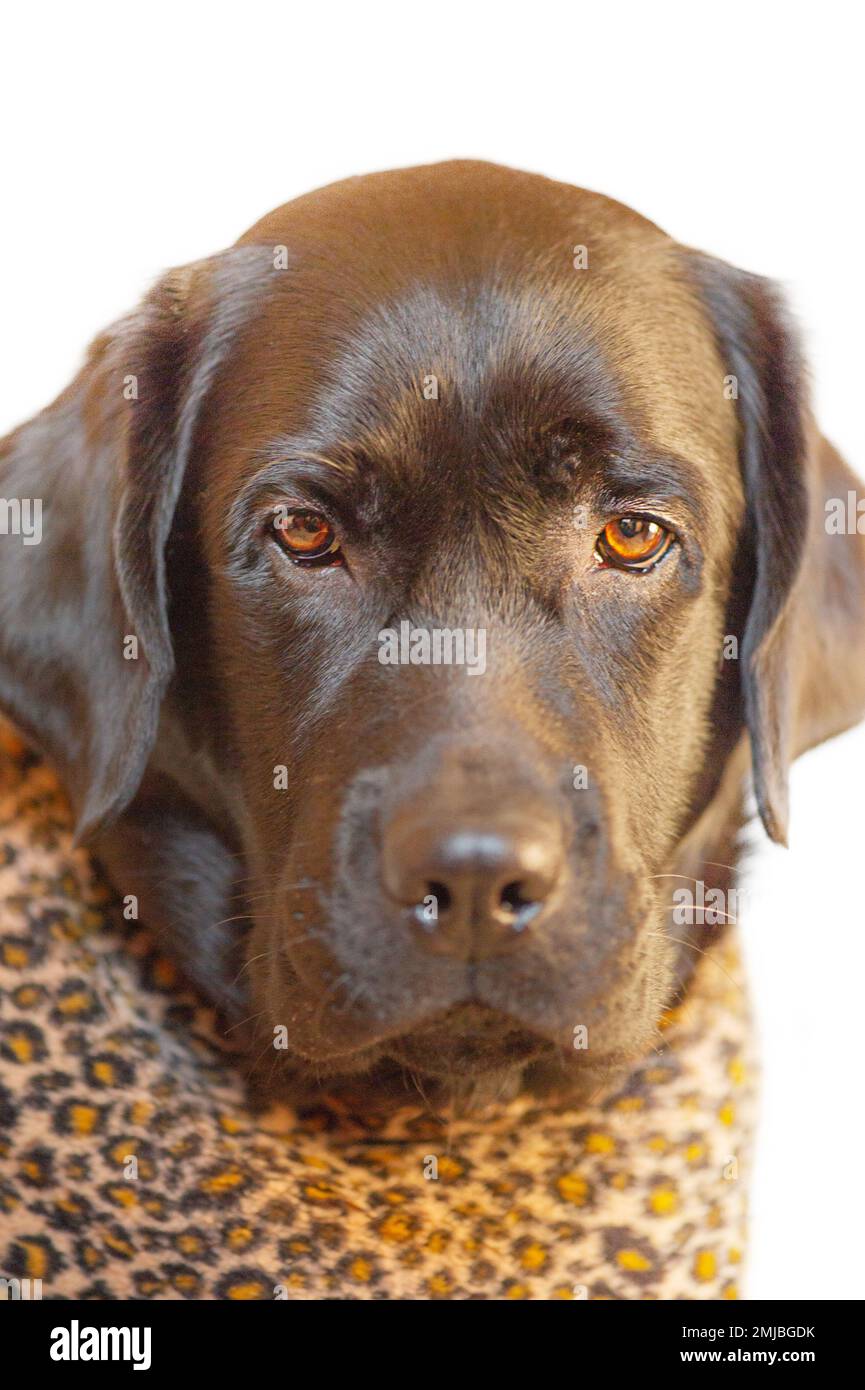 Animal, perro mascota aislado en white.Portrait de un labrador negro joven  en ropa de impresión de leopardo Fotografía de stock - Alamy