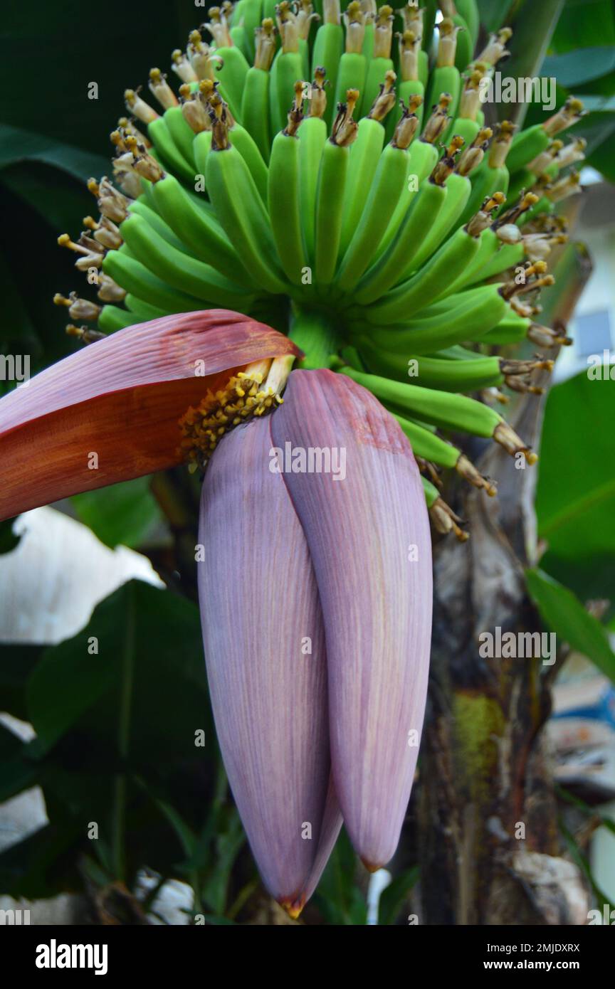 La fruta joven del plátano y la flor del plátano todavía cuelgan en el árbol. Fruta joven verde fresca, flores frescas de plátano rosa-rojo, o la gente local dijo corazón de plátano Foto de stock
