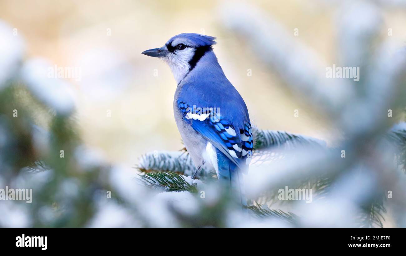 Pájaro azul de la canción de Jay en árbol de hoja perenne en la nieve del invierno. Esta foto fue tomada en el este de Tennessee en América del Norte y es un hermoso pájaro del patio trasero. Foto de stock