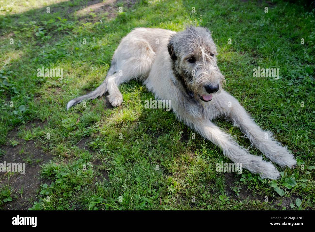 son peligrosos los perros lobo irlandeses