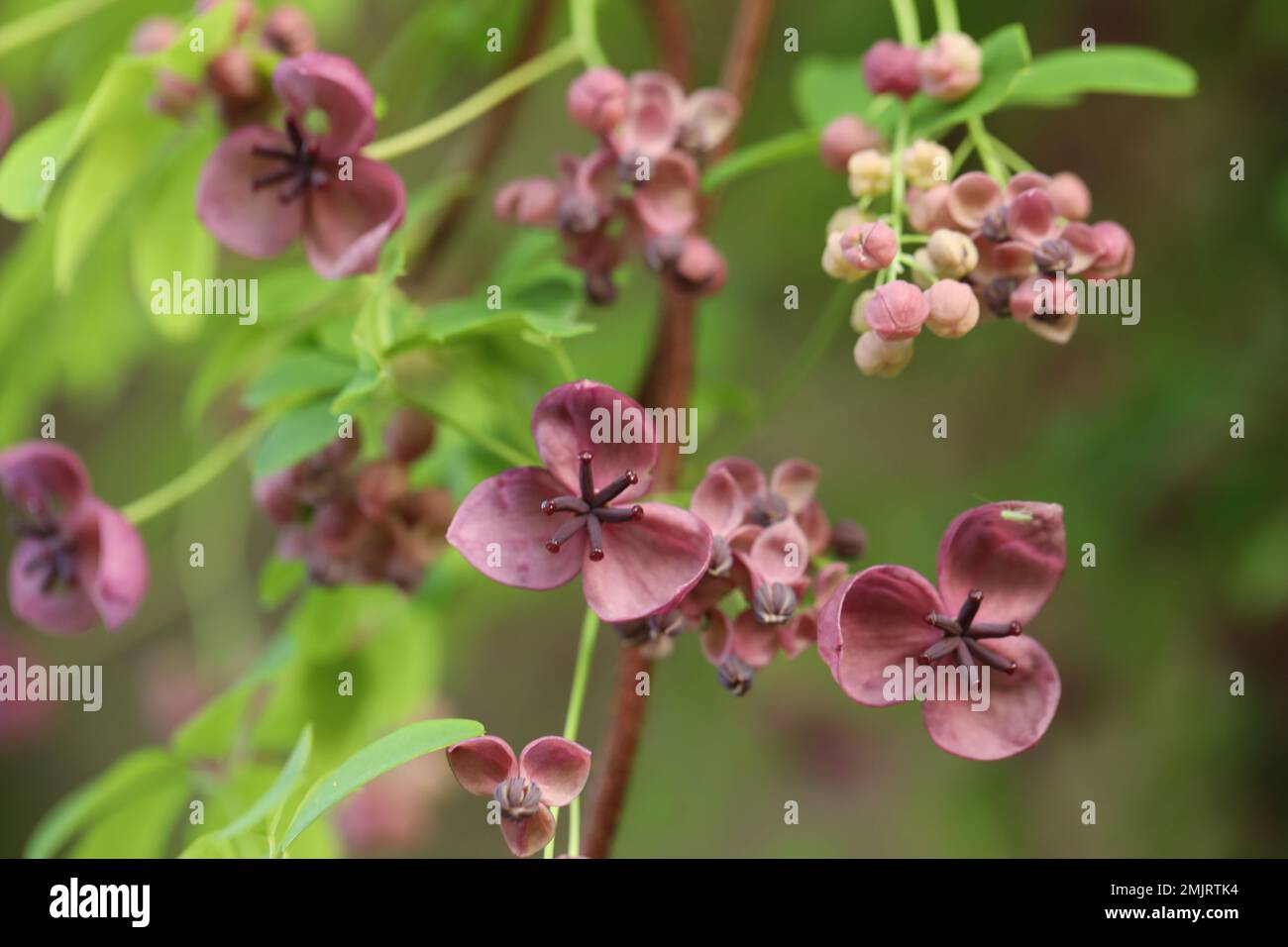 cerca de flores de akebia púrpura. flor de primavera Foto de stock