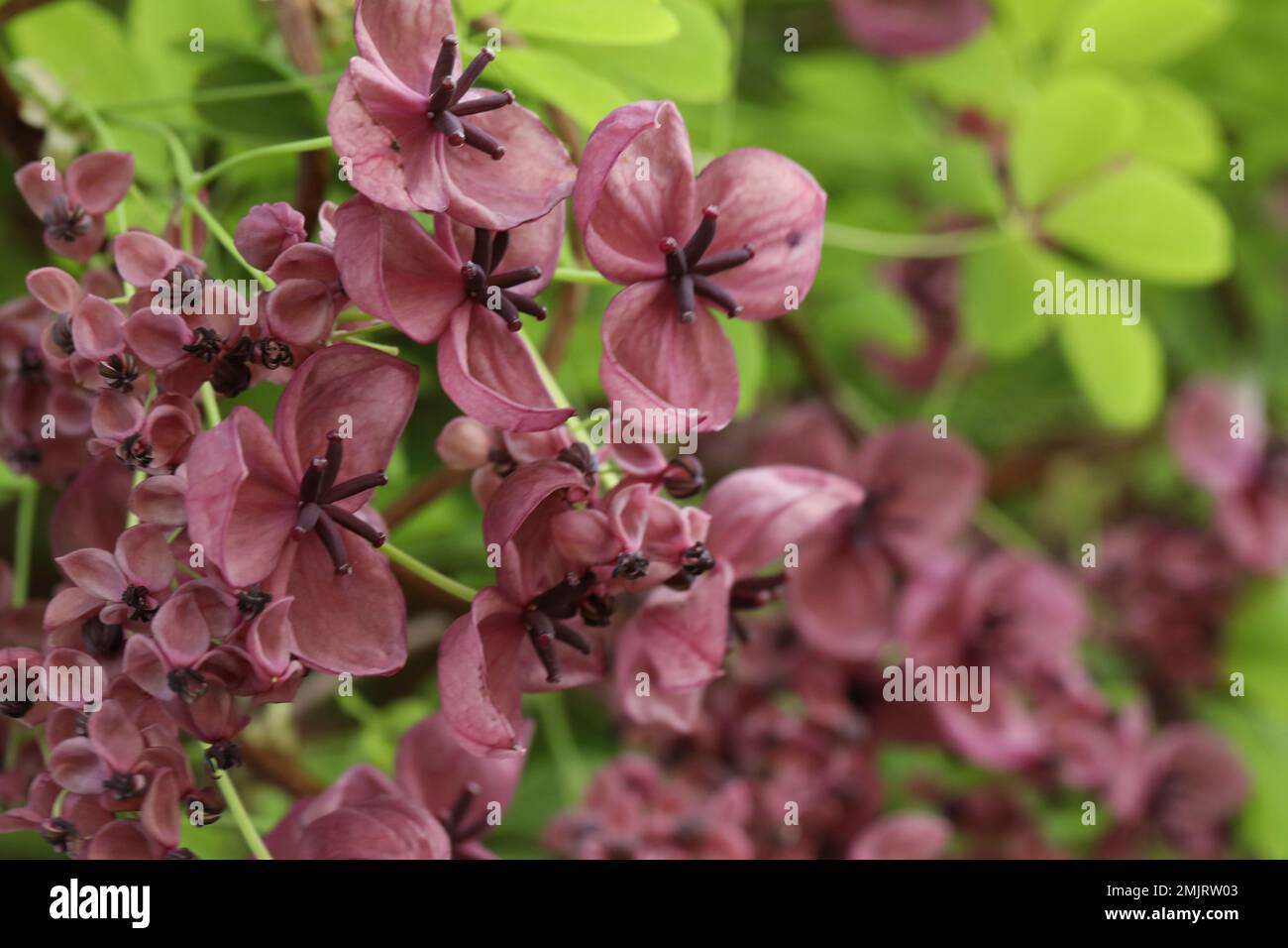 cerca de flores de akebia púrpura. flor de primavera Foto de stock