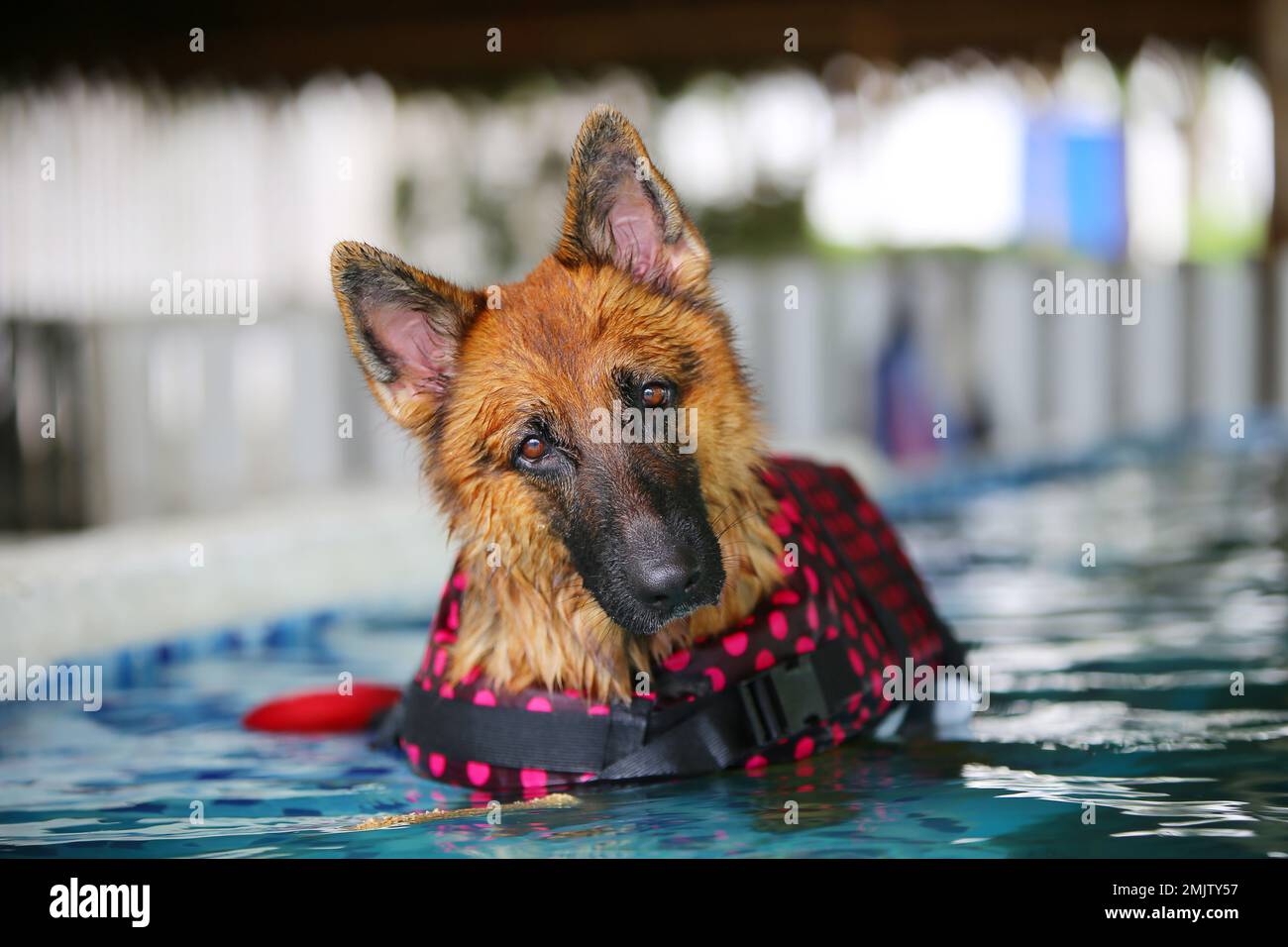Perro pastor alemán con chaleco salvavidas y natación en la piscina.  Natación de perros Fotografía de stock - Alamy