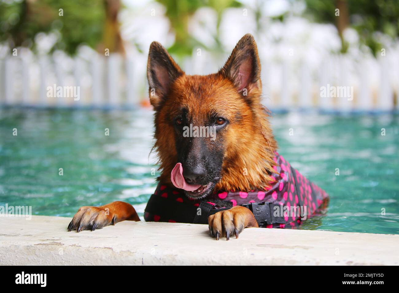 Perro pastor alemán con chaleco salvavidas y natación en la piscina.  Natación de perros Fotografía de stock - Alamy
