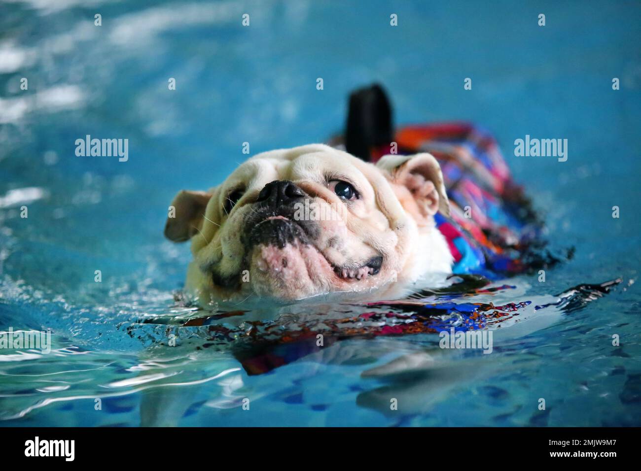 Bulldog inglés con chaleco salvavidas y nadando en la piscina. Natación de  perros Fotografía de stock - Alamy