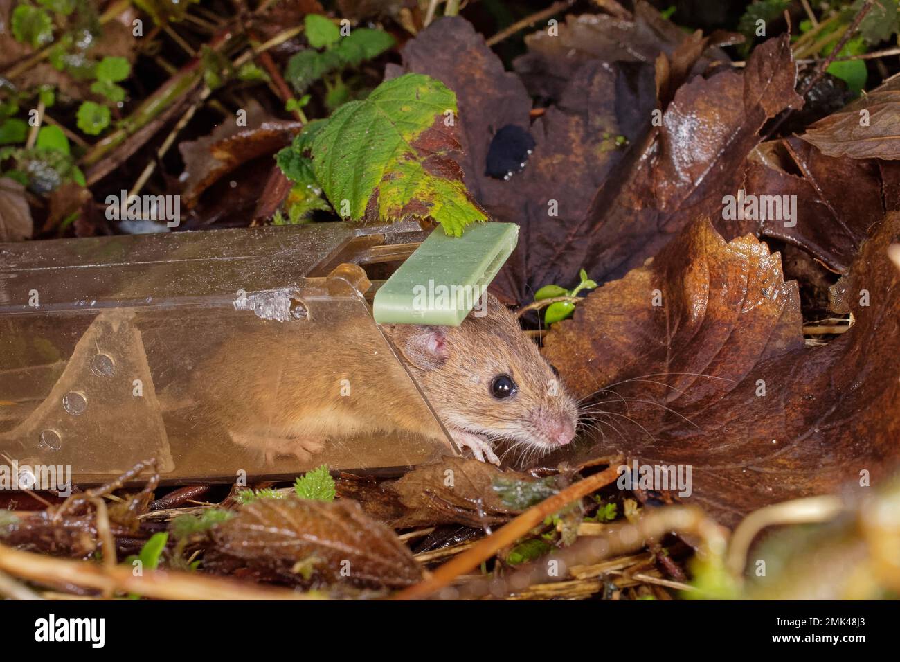 Ratón de campo de cola larga / ratón de madera (Apodemus sylvaticus) siendo liberado en un erizo de una trampa humana después de ser atrapado en una casa, Wiltshire, U Foto de stock