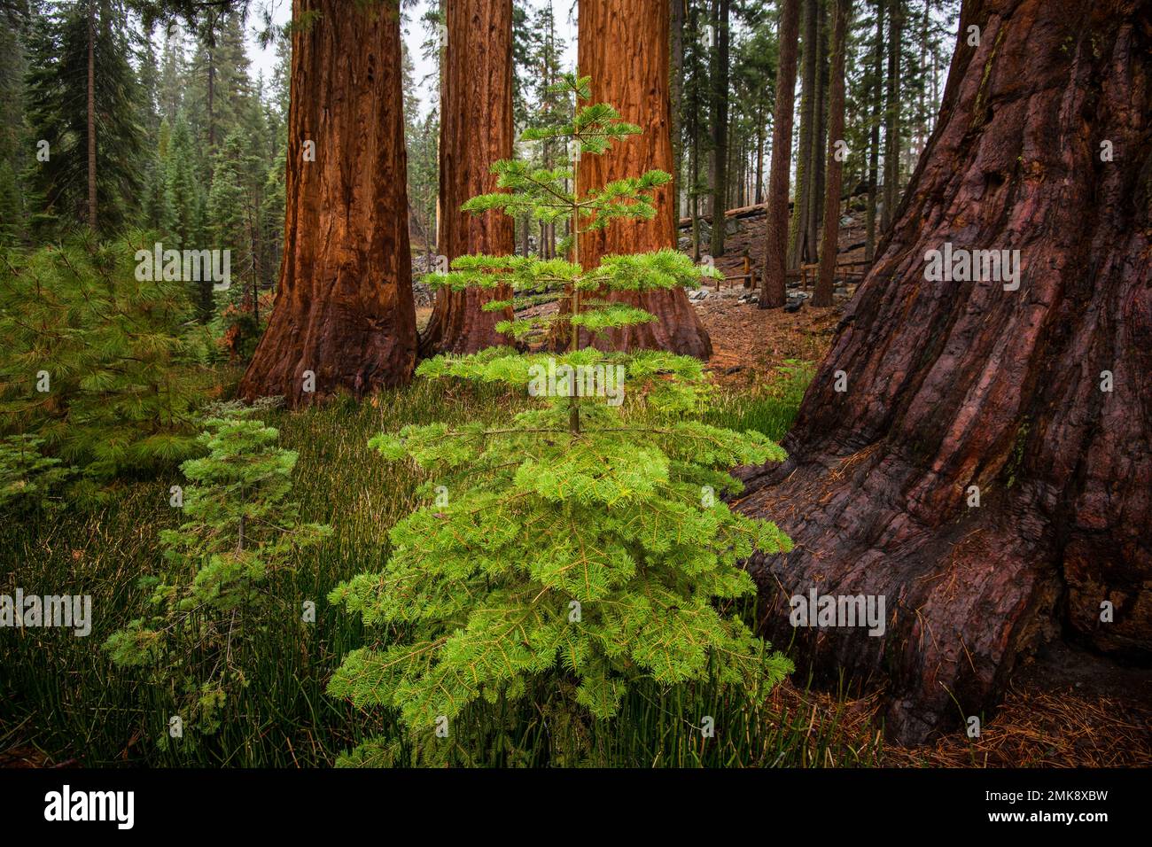 La Mariposa Grove de Sequoia Gigante en el Parque Nacional Yosemite Foto de stock