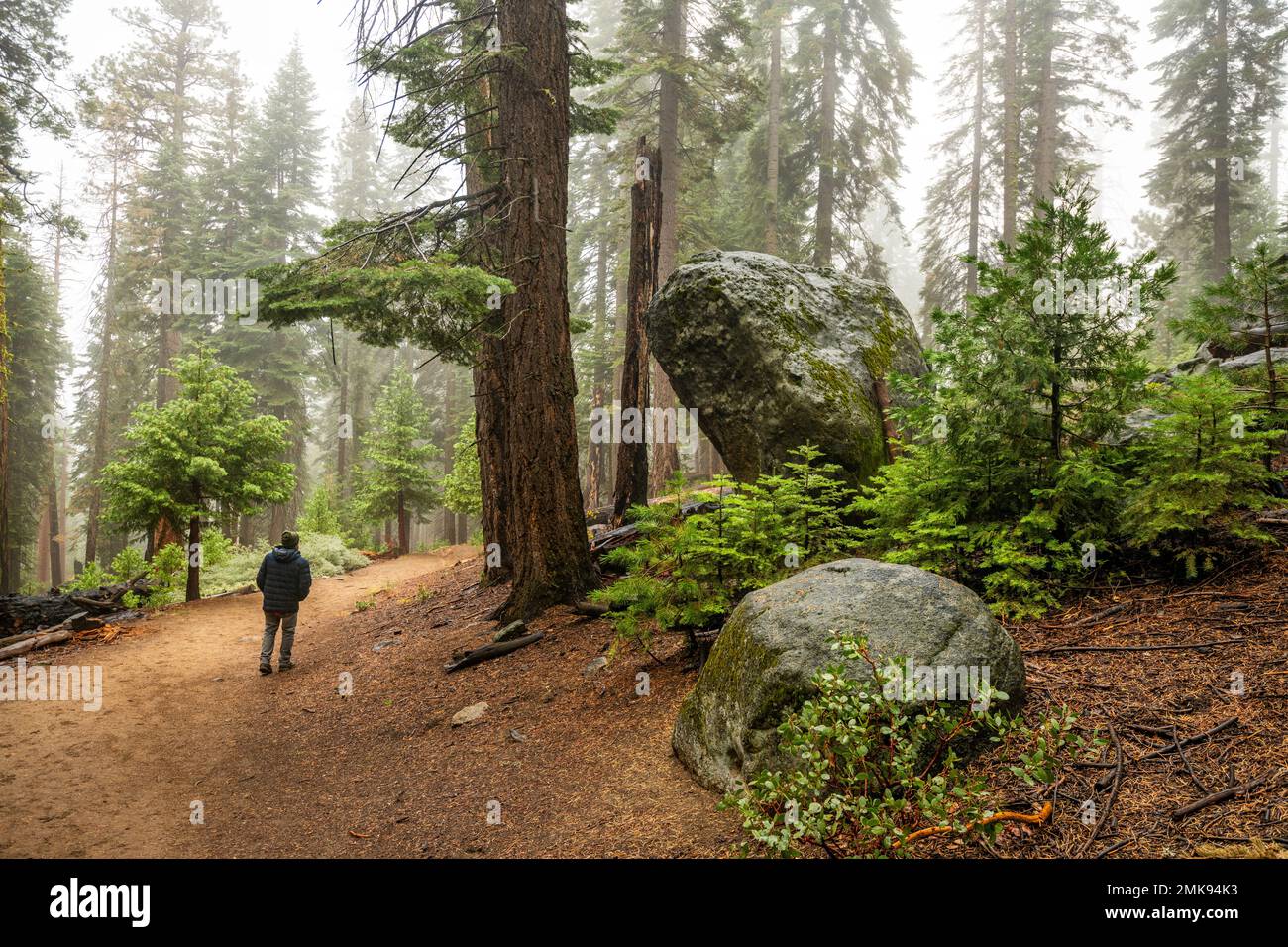 La Mariposa Grove de Sequoia Gigante en el Parque Nacional Yosemite Foto de stock