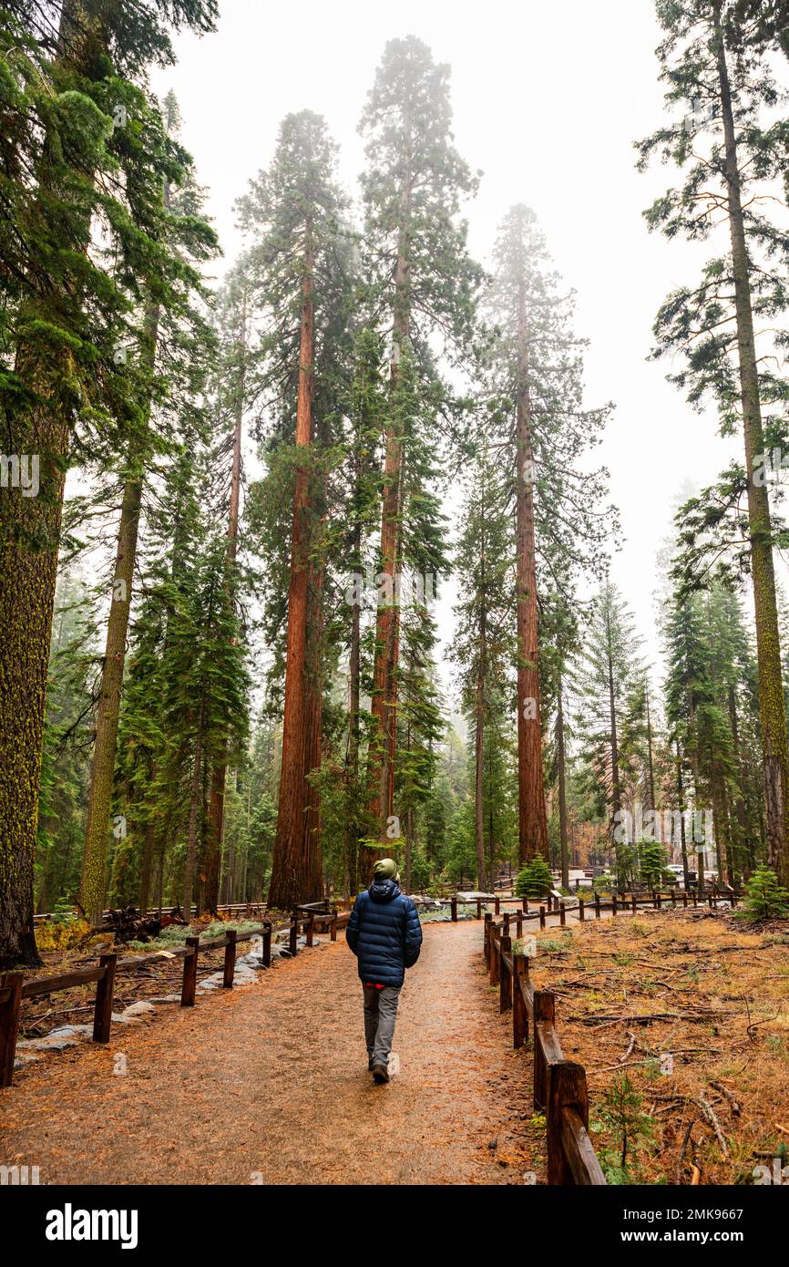 La Mariposa Grove de Sequoia Gigante en el Parque Nacional Yosemite Foto de stock