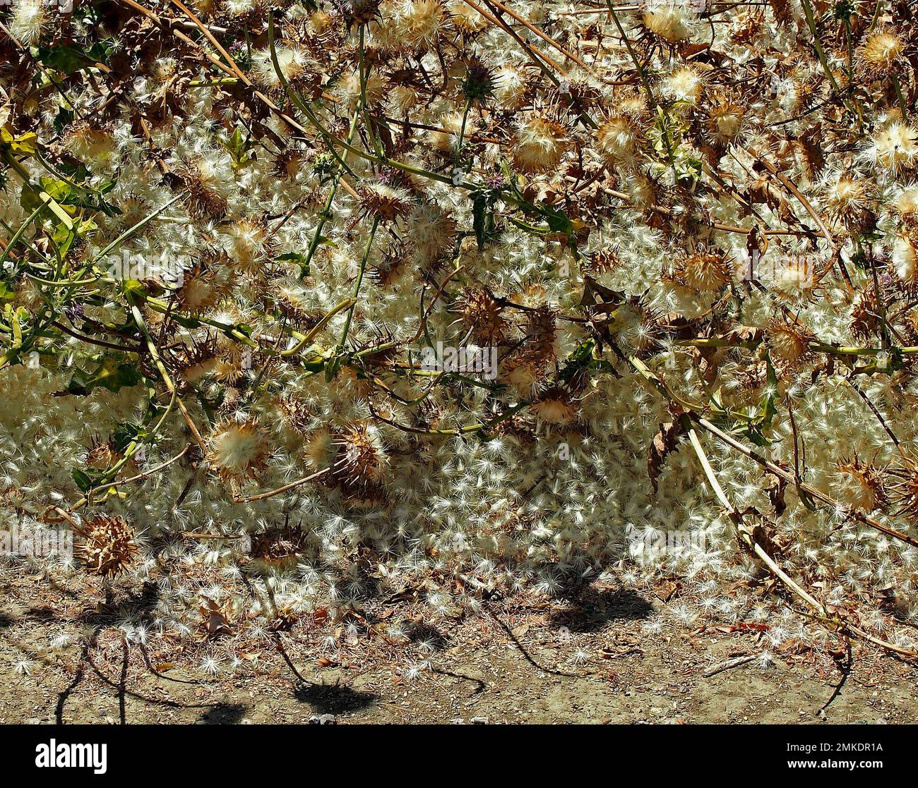 Cardos se sembraron a lo largo del sendero Old Alameda Creek en Union City, California Foto de stock