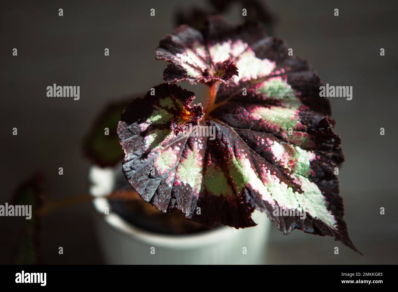 Begonia rex fotografías e imágenes de alta resolución - Página 6 - Alamy
