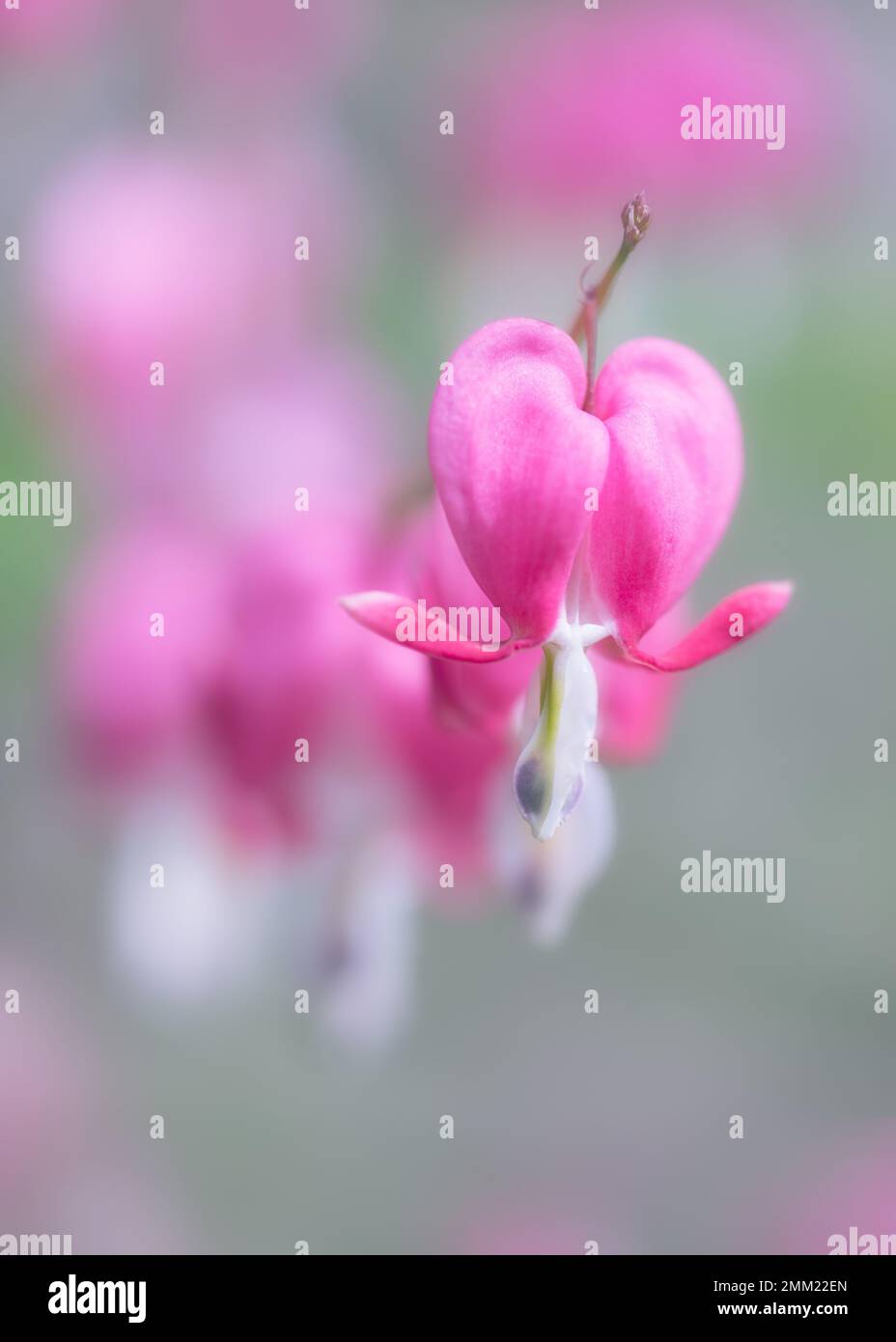 Imagen suave de flores de corazón sangrantes rosadas en una fila Foto de stock