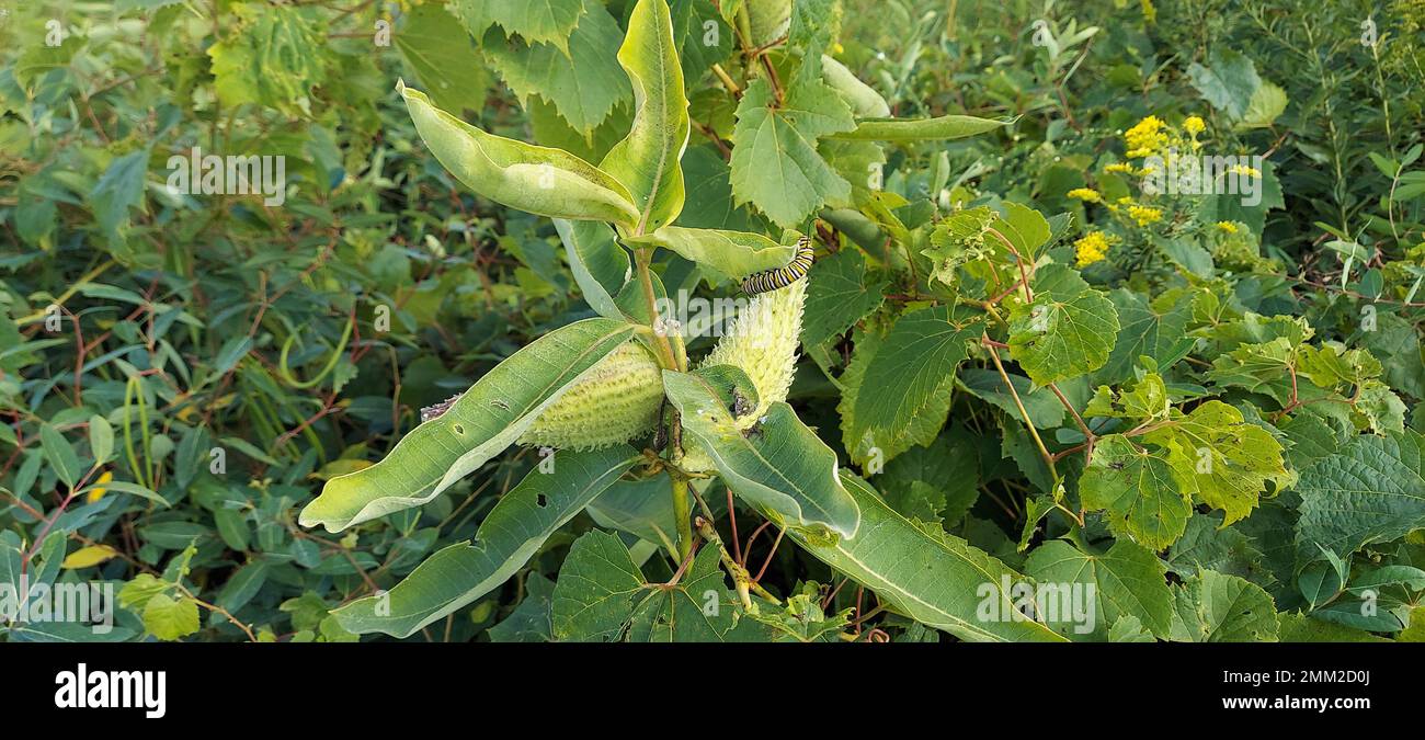 Una oruga monarca se asienta en una de las plantas de almizcle que Audubon suministró este año. El milkweed sirve como la única planta hospedante para la mariposa monarca. Las orugas monarca comen las hojas para llegar a ser lo suficientemente grandes como para pupar y formar una crisálida verde brillante que después de varios días se convierte en una mariposa monarca adulta. Foto de stock