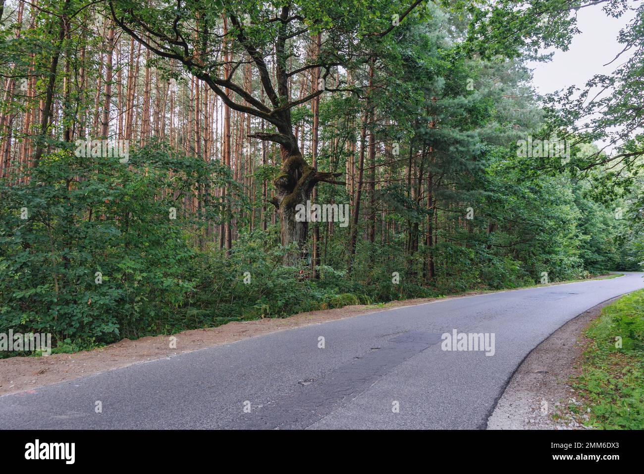 Árbol de forma extraña junto a la carretera cerca de la ciudad de Radziejowice, Condado de Zyrardow, Polonia Foto de stock