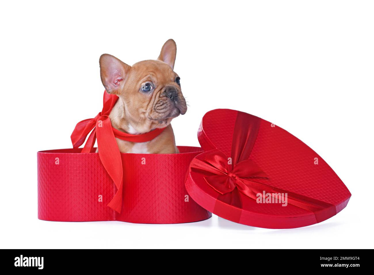 Cachorro de perro bulldog francés desovado rojo en la caja de regalo del  día de San Valentín en forma de corazón rojo sobre fondo blanco Fotografía  de stock - Alamy