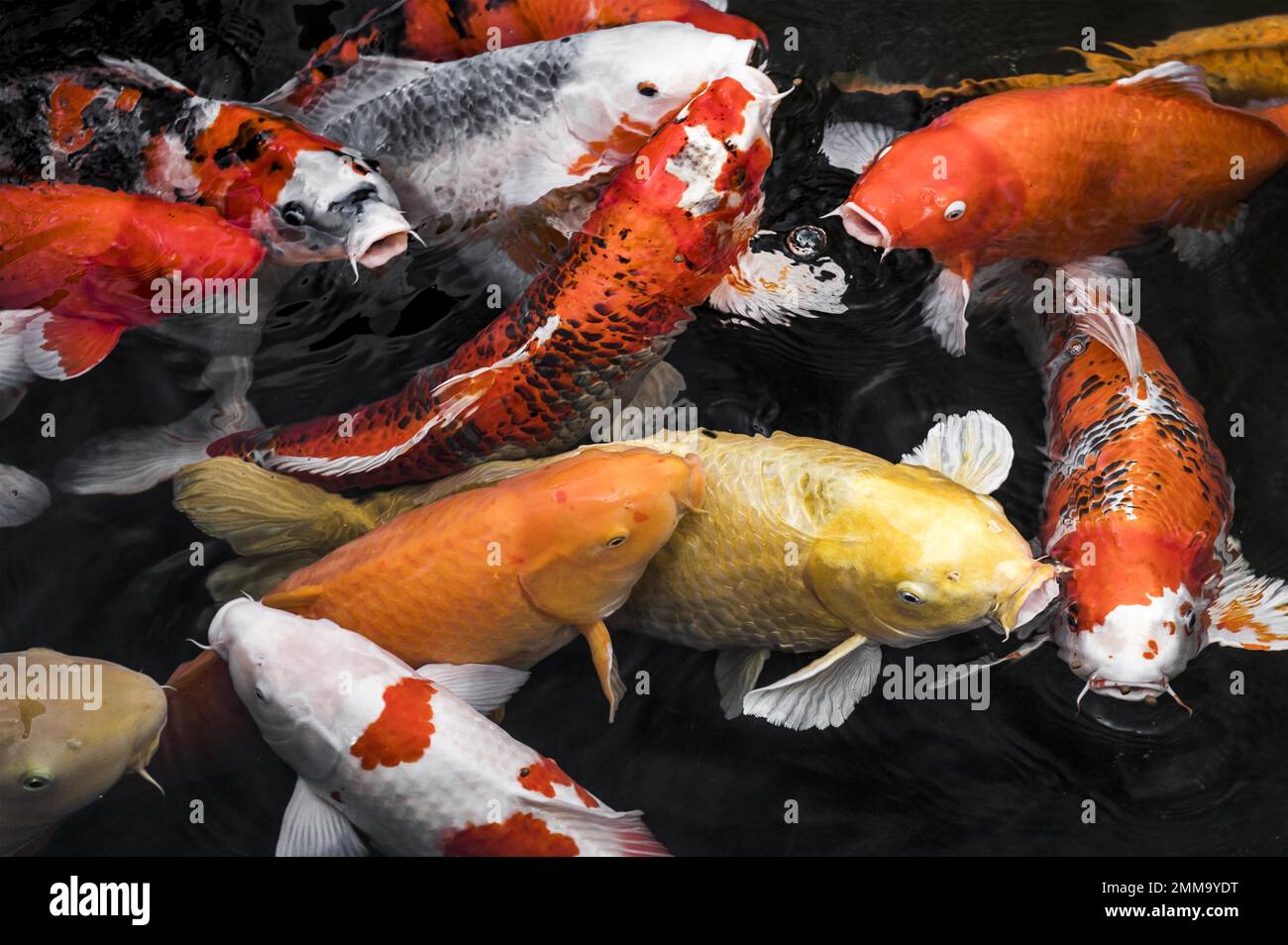 vista superior colorido koi fishes3. Resolución y alta calidad hermosa foto Foto de stock