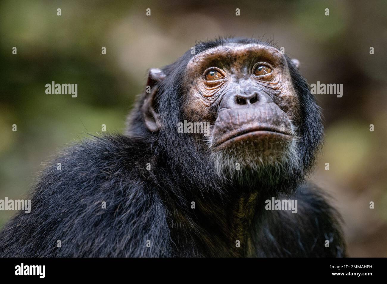 Un chimpancé mirando hacia arriba mientras se sienta bajo entre la selva tropical. Imagen capturada en la selva tropical de Kibale, al oeste de Uganda. Foto de stock