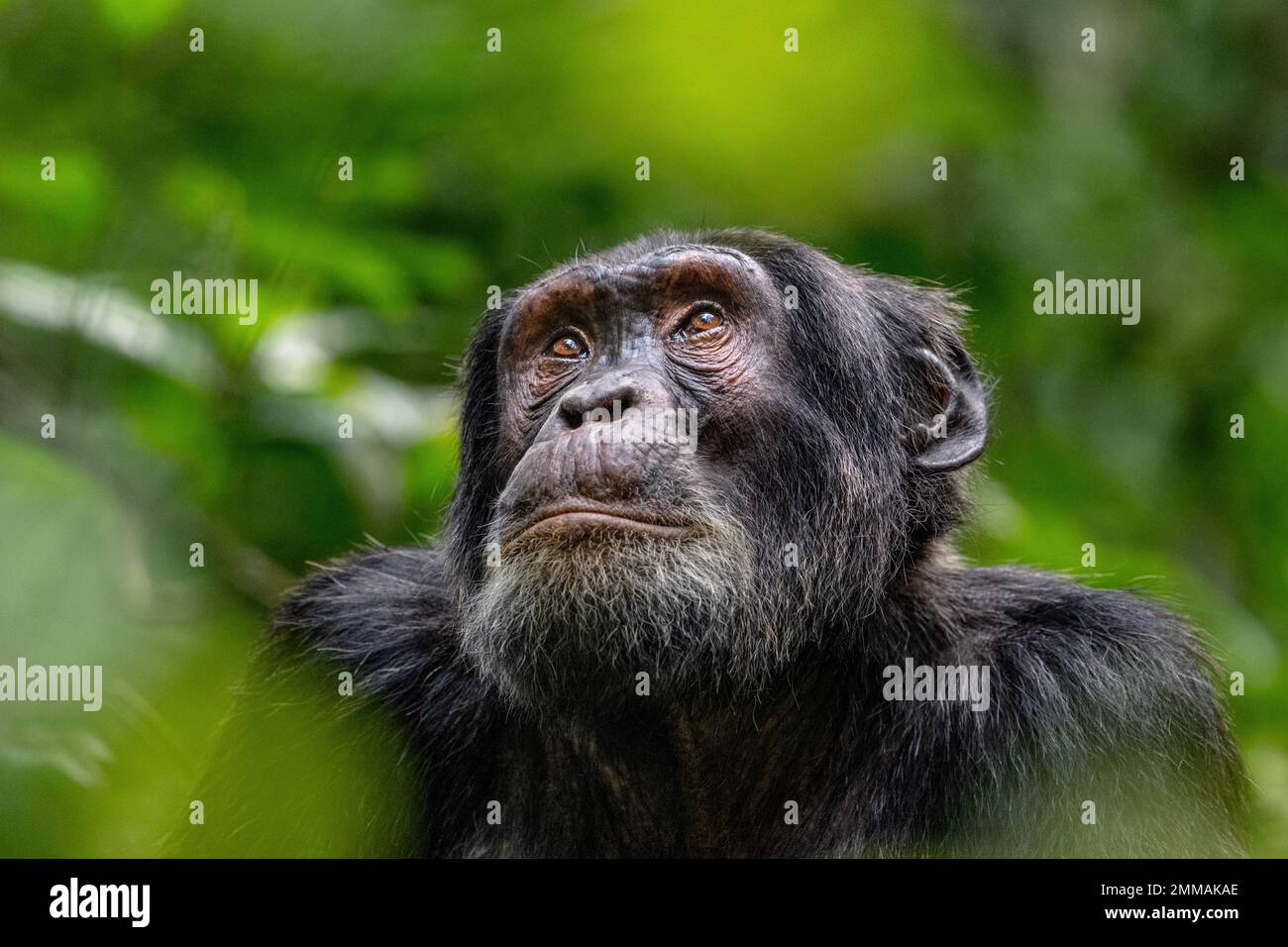 Un chimpancé mirando hacia arriba mientras se sienta bajo entre la selva tropical. Imagen capturada en la selva tropical de Kibale, al oeste de Uganda. Foto de stock