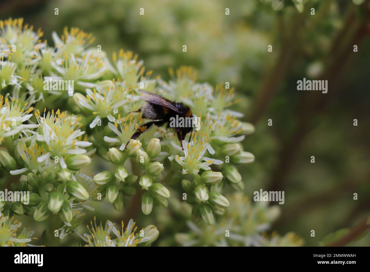 Pálido stonecrop. Antes de florecer Sedum sediforme. Crassulaceae Foto de stock