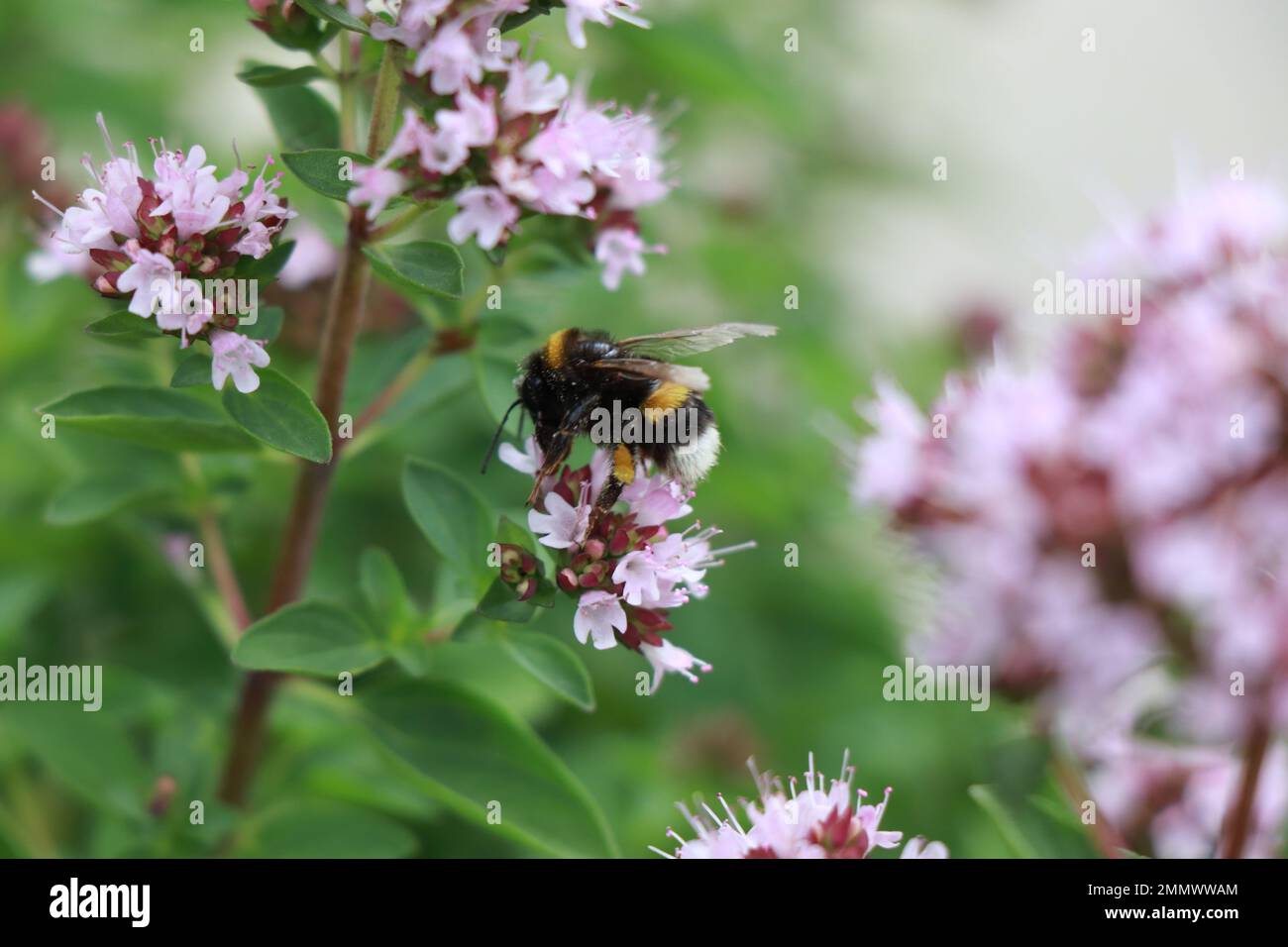 Hierbas Origanum majorana en la naturaleza Foto de stock