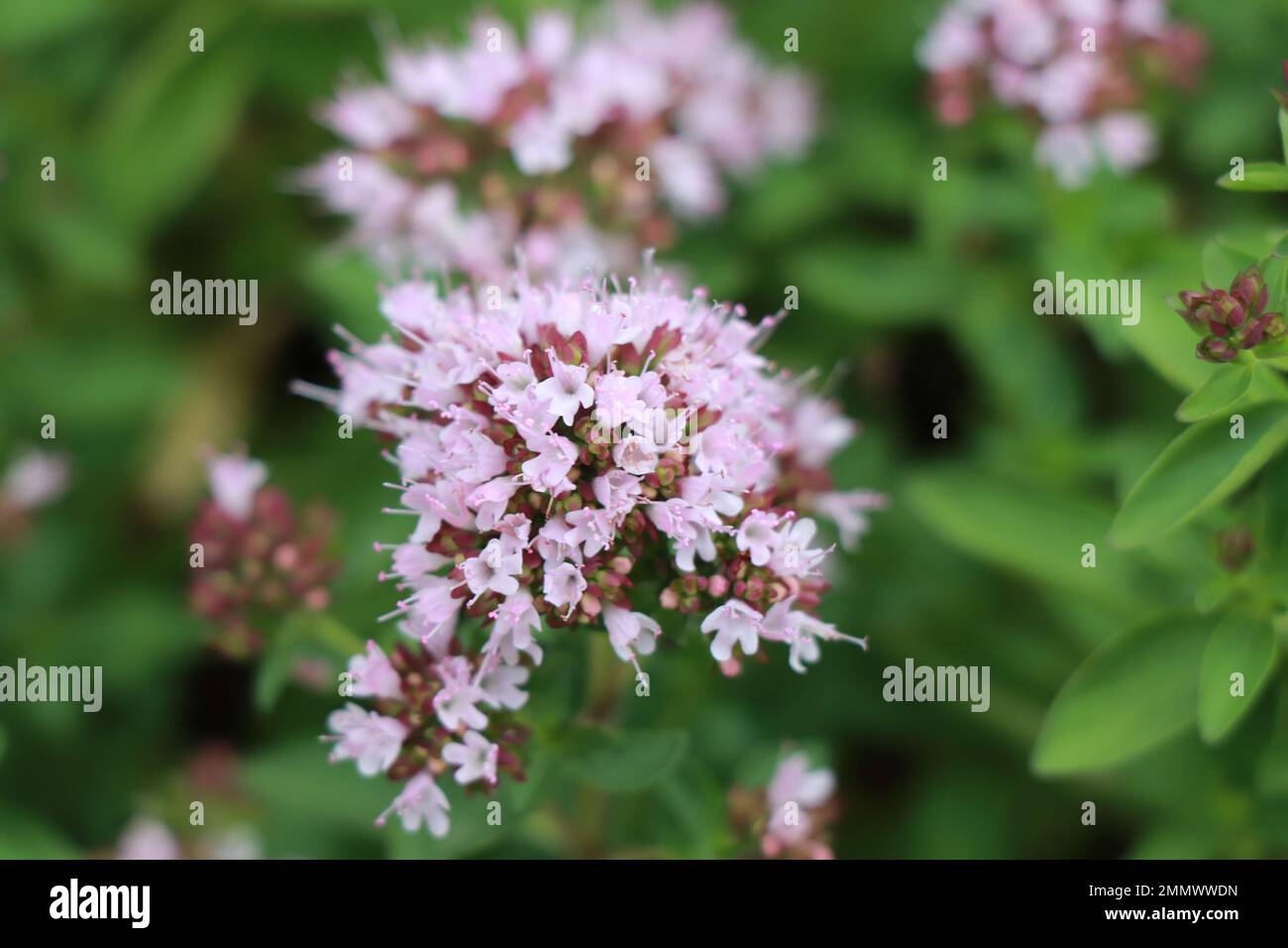 Hierbas Origanum majorana en la naturaleza Foto de stock