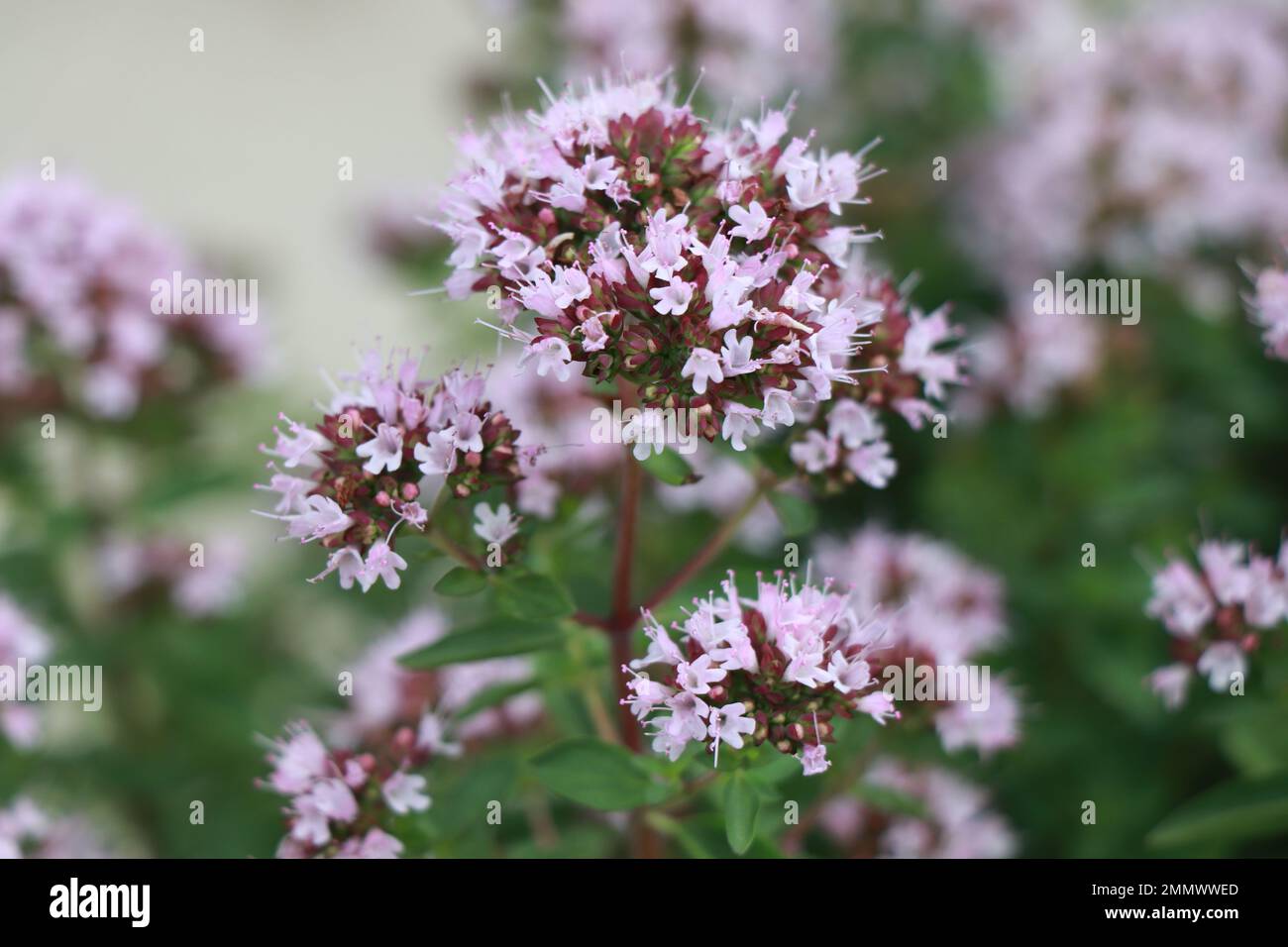 Hierbas Origanum majorana en la naturaleza Foto de stock